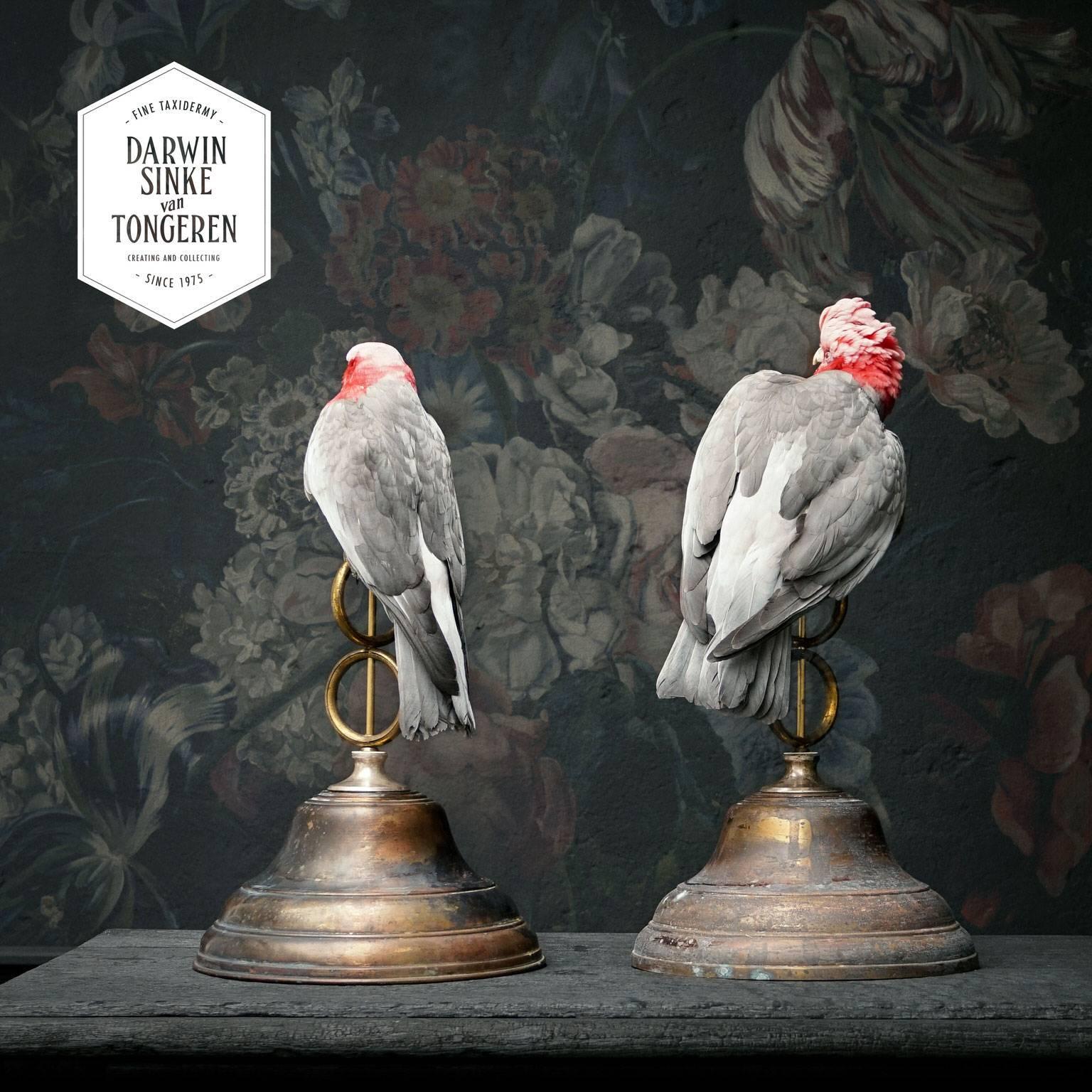 Fine Taxidermy Roseate Cockatoos by Sinke & Van Tongeren In Excellent Condition In Haarlem, NL