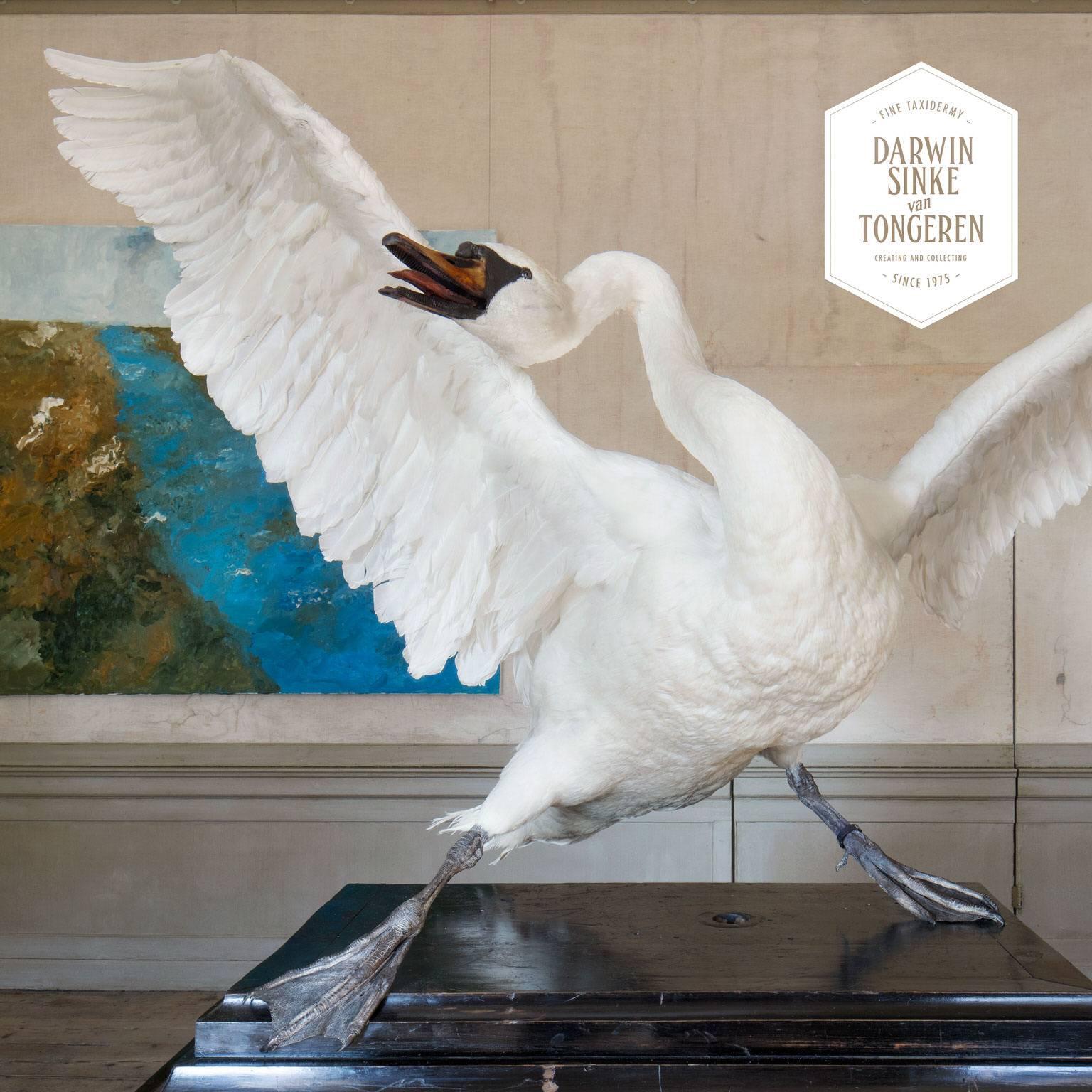 Dutch Asselijn's Threatened Swan from Exhibition TIER at MOA by Sinke & Van Tongeren