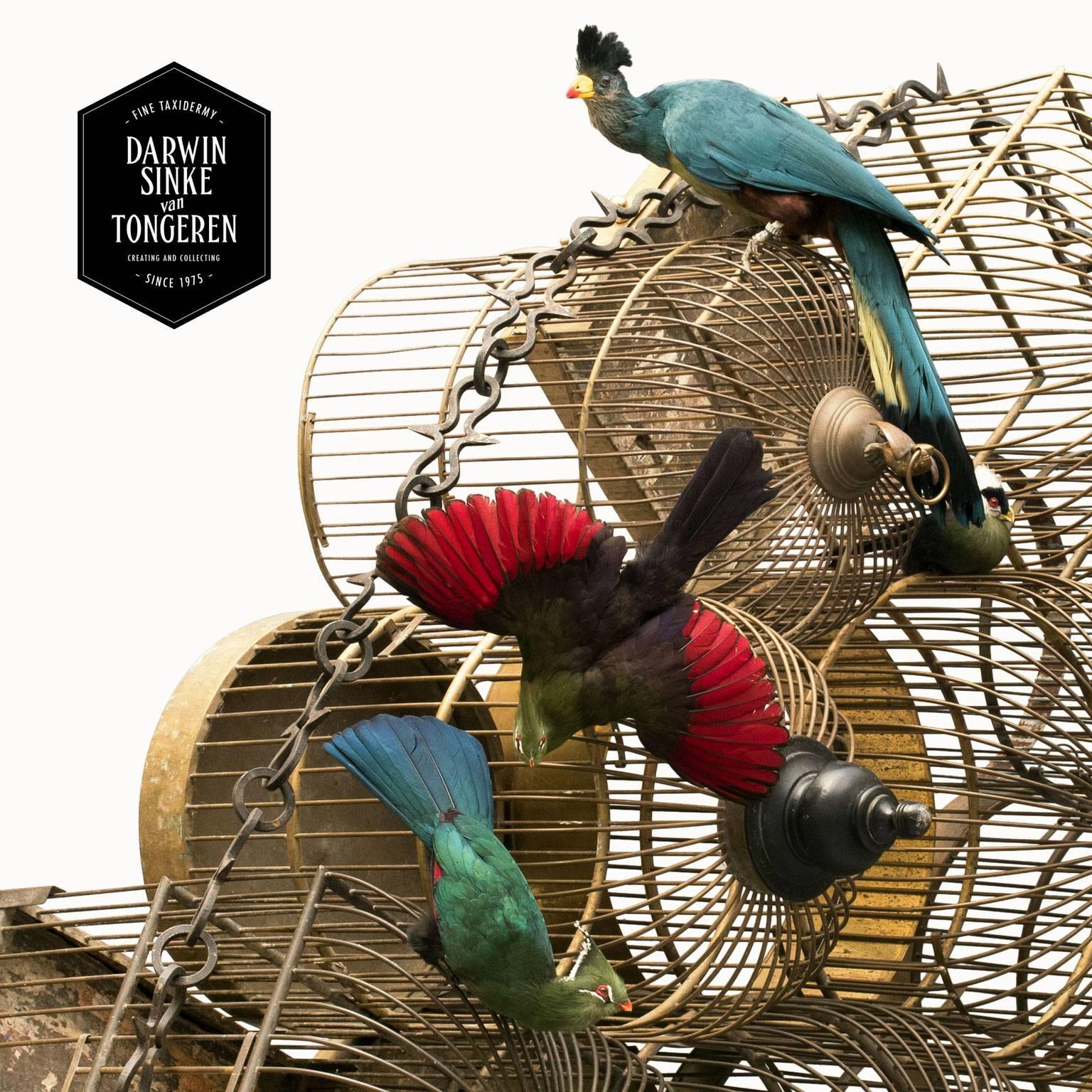 Title: 'Turacages'

A bundle of antique Victorian cages wrapped together with a heavy chain. Several species of the Turaco family inhabit this brass kingdom. A very rare Great Blue Turaco is standing on the top. Other species are the Guinea