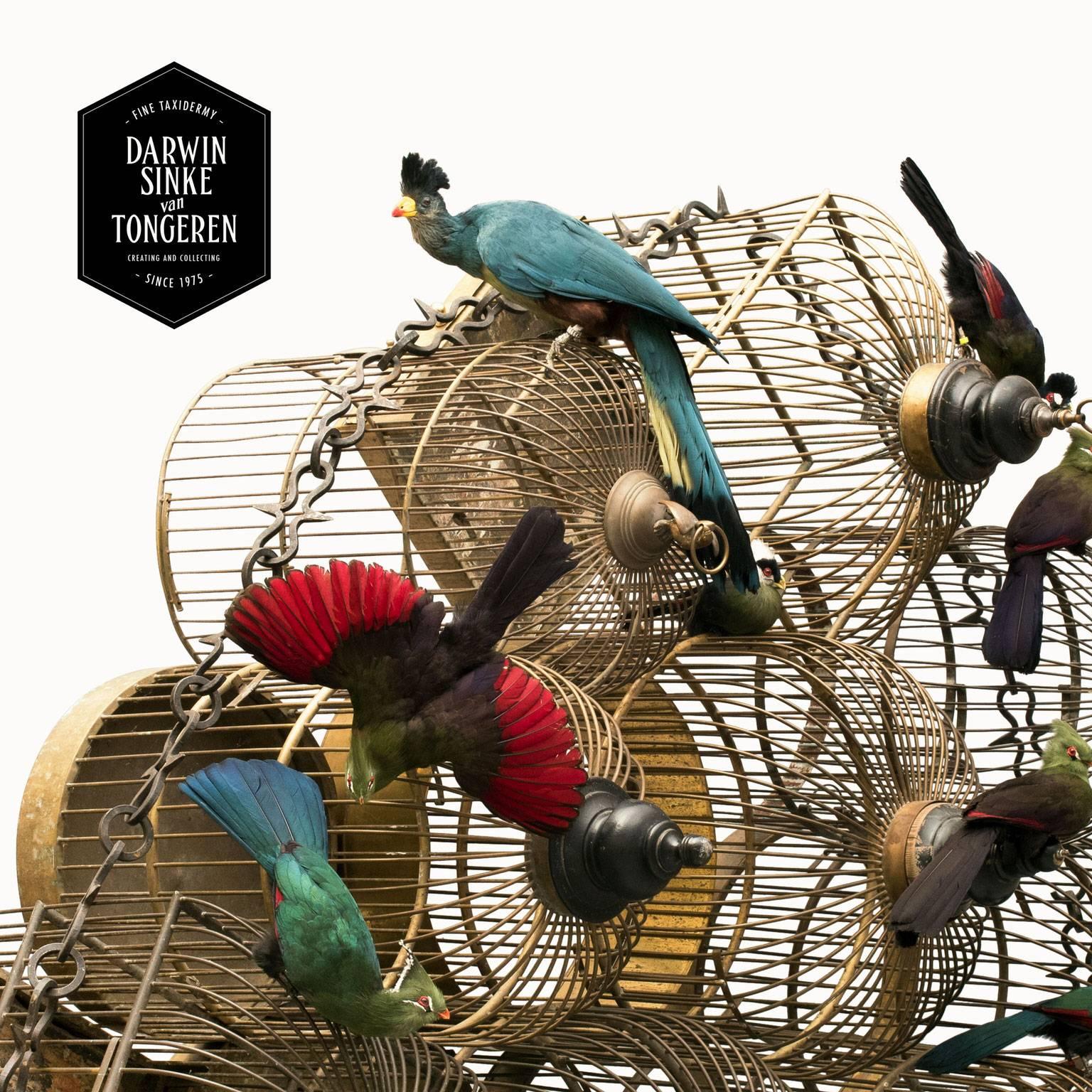 Turaco Cages from Exhibition Tier at Moa by Sinke & Van Tongeren 4