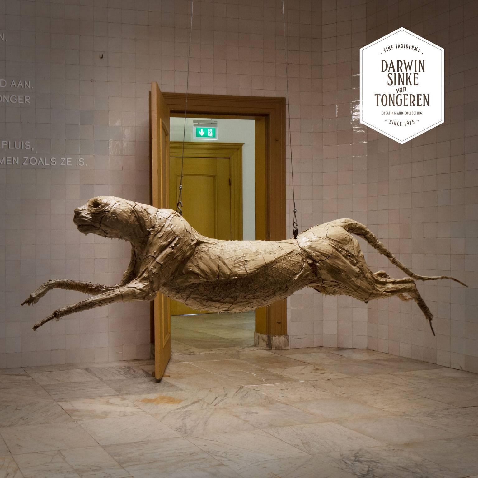 Title: 'Muscles made the Cheetah jump'

A life-size study of a running Cheetah made by Sinke and van Tongeren. This study was a centrepiece in the MOA Museum exhibition called TIER. 
This sculpture is made with a base of wood and wood wool and