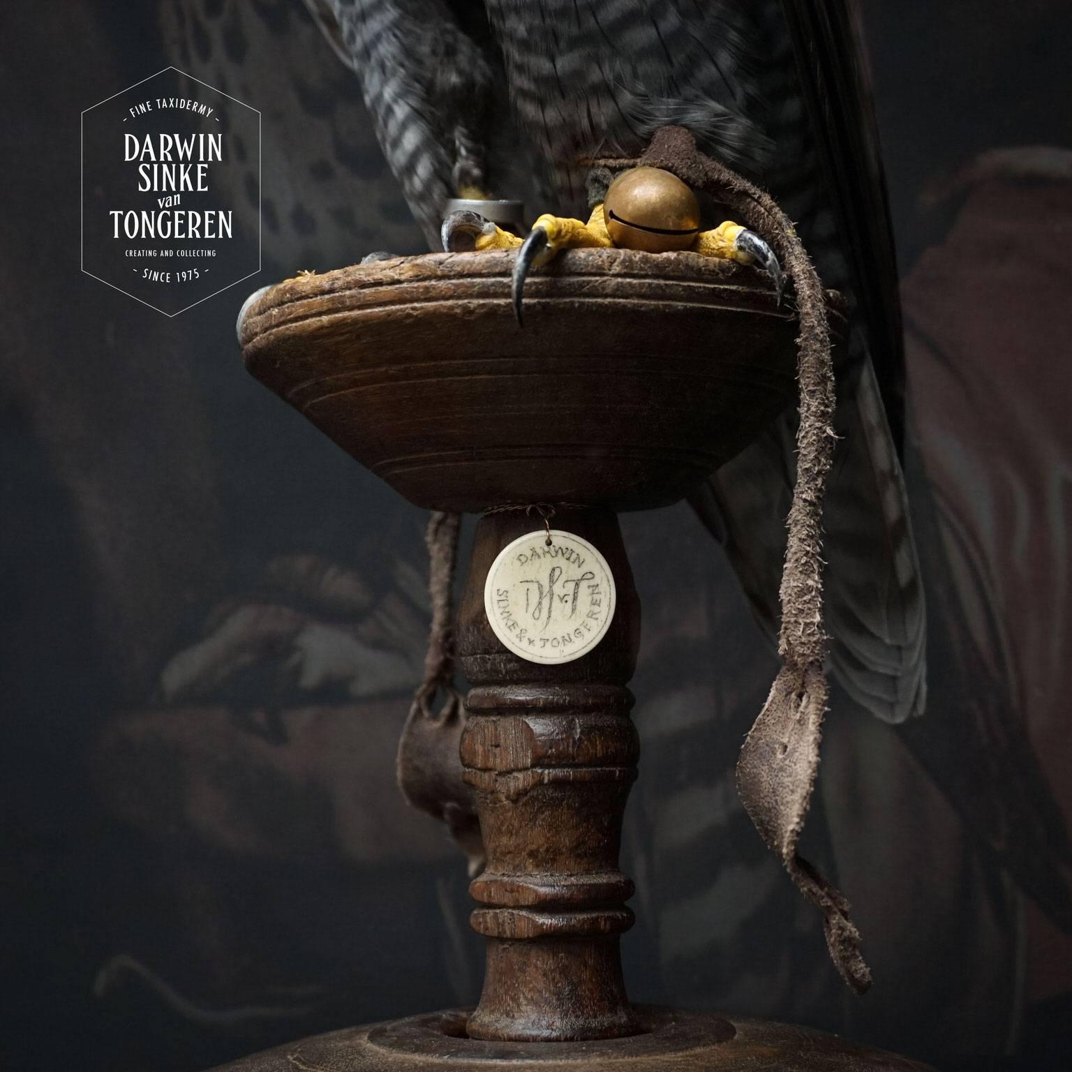 Fine Taxidermy Hooded Hybrid Peregrine Falcon by Sinke & Van Tongeren 2