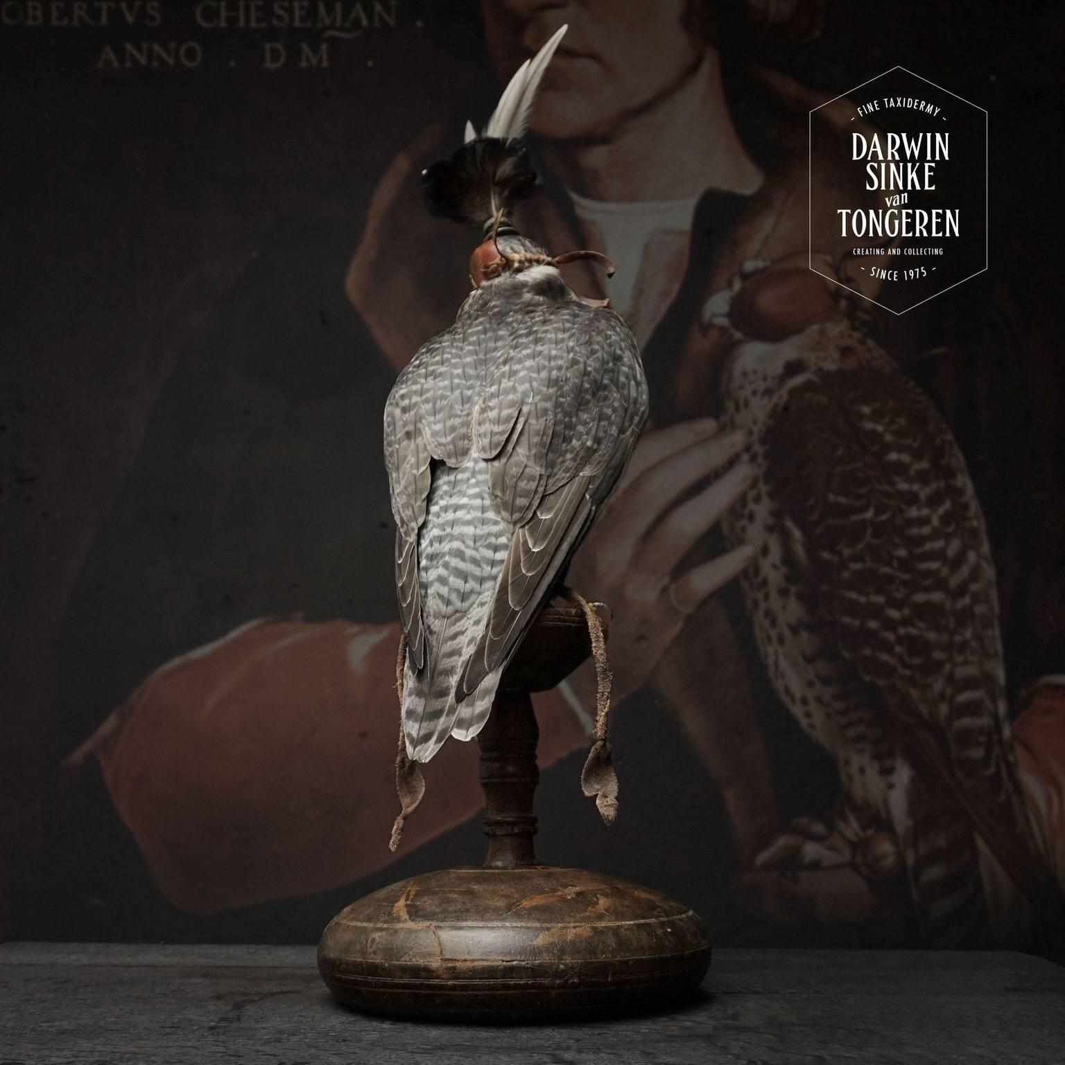 Dutch Fine Taxidermy Hooded Hybrid Peregrine Falcon by Sinke & Van Tongeren