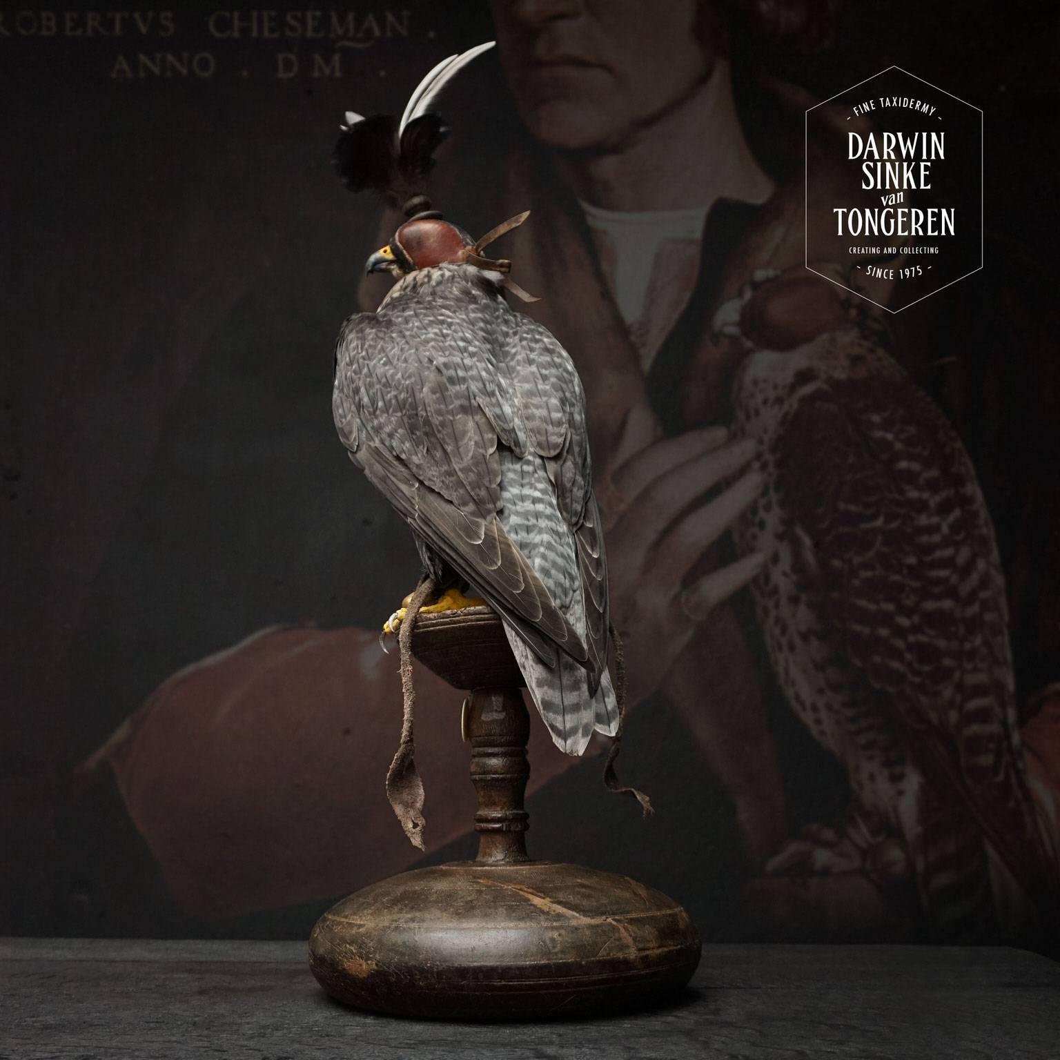 Contemporary Fine Taxidermy Hooded Hybrid Peregrine Falcon by Sinke & Van Tongeren