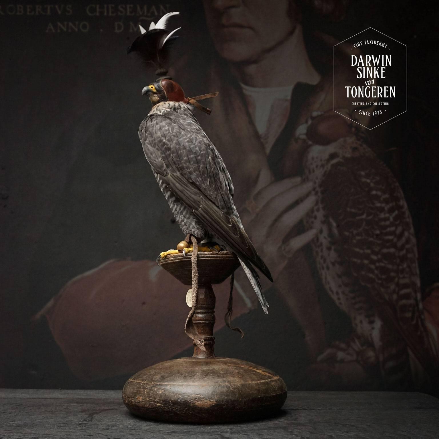 Fine Taxidermy Hooded Hybrid Peregrine Falcon by Sinke & Van Tongeren 1