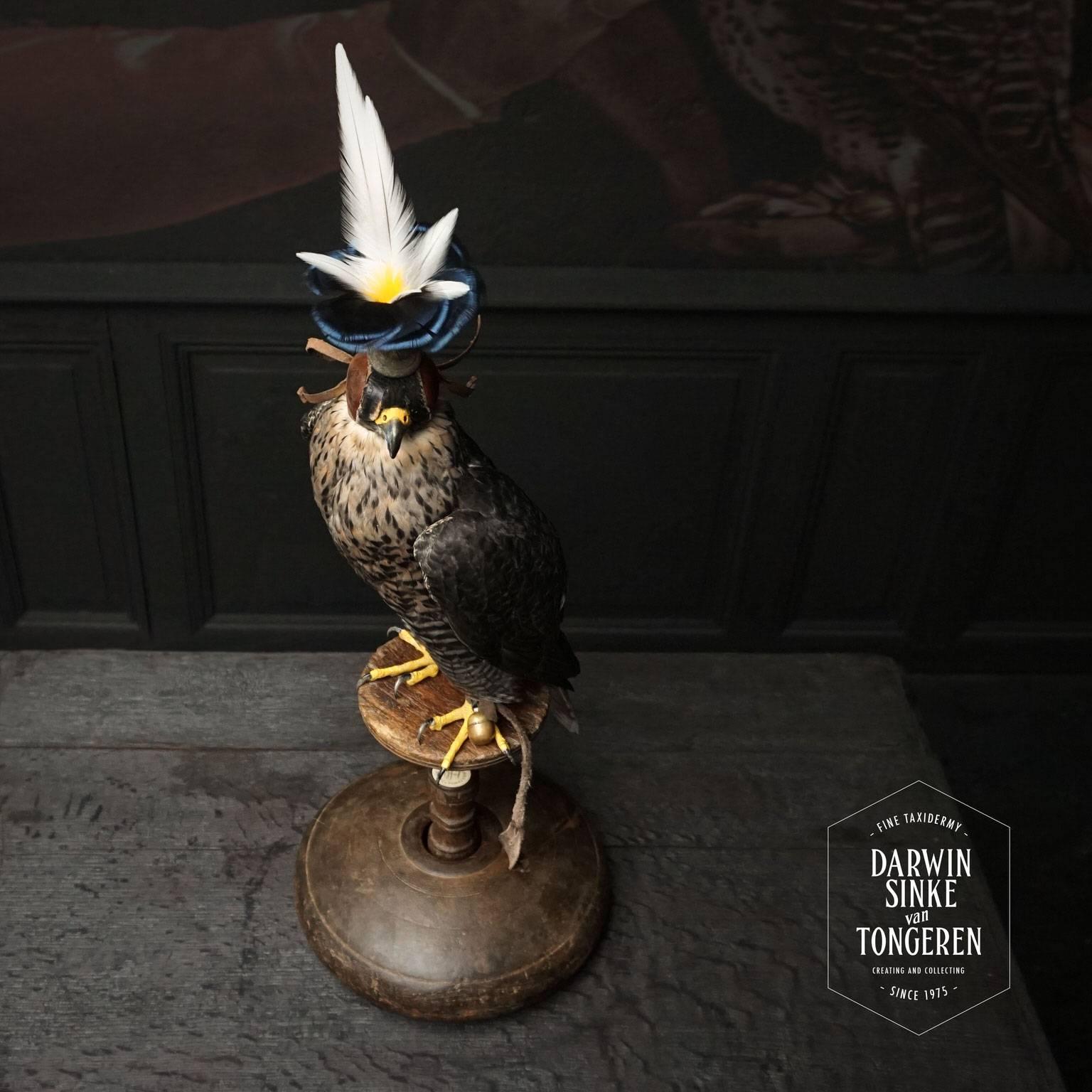 Fine Taxidermy Hooded Hybrid Peregrine Falcon by Sinke & Van Tongeren 4