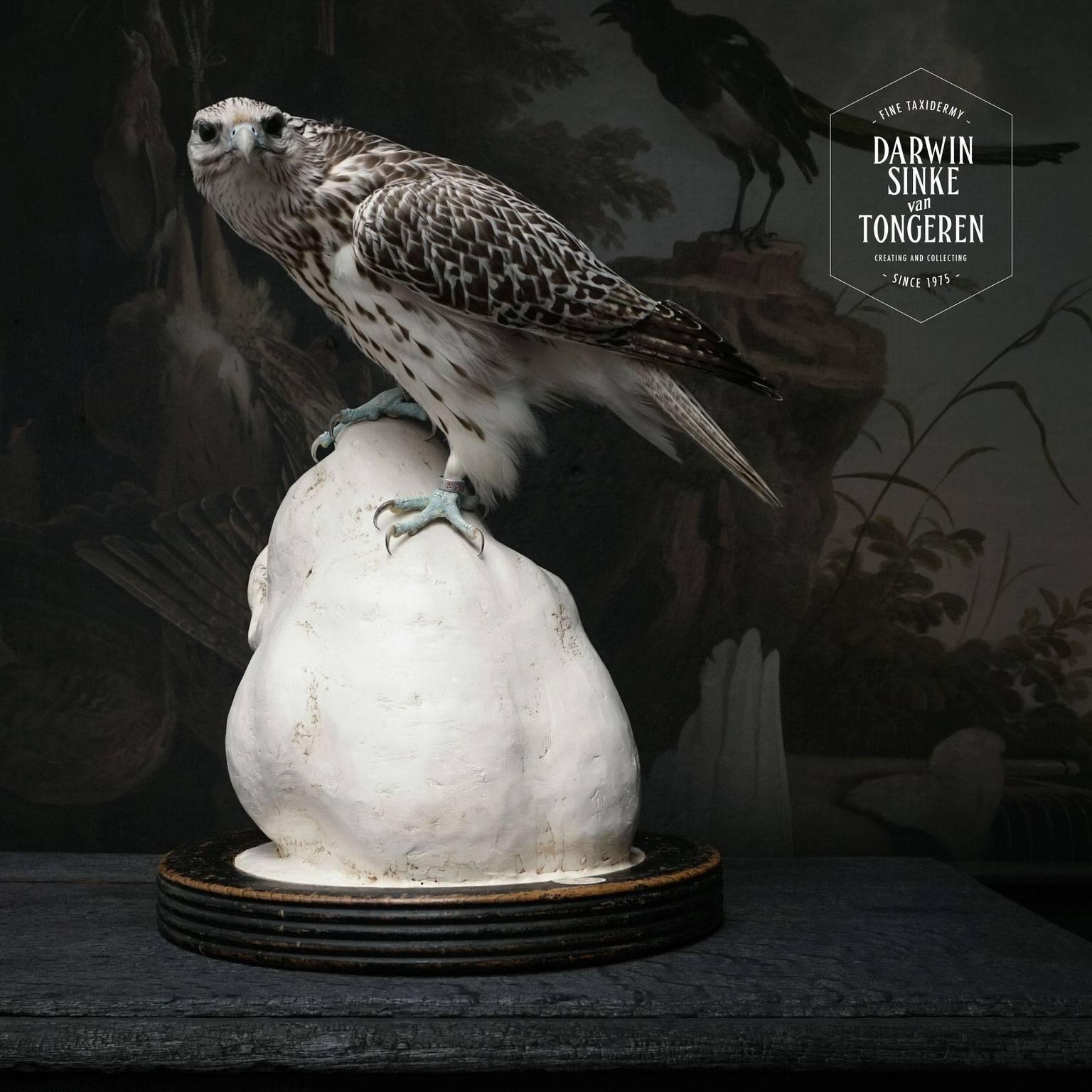 A Gyrfalcon sitting atop a Sinke and van Tongeren sculpture of a tigers head. Made of unfired clay and plaster sculpted especially for this Falcon. Like a TOTEM of predators. Gyrfalcons are the largest of the falcon species. It breeds on Arctic