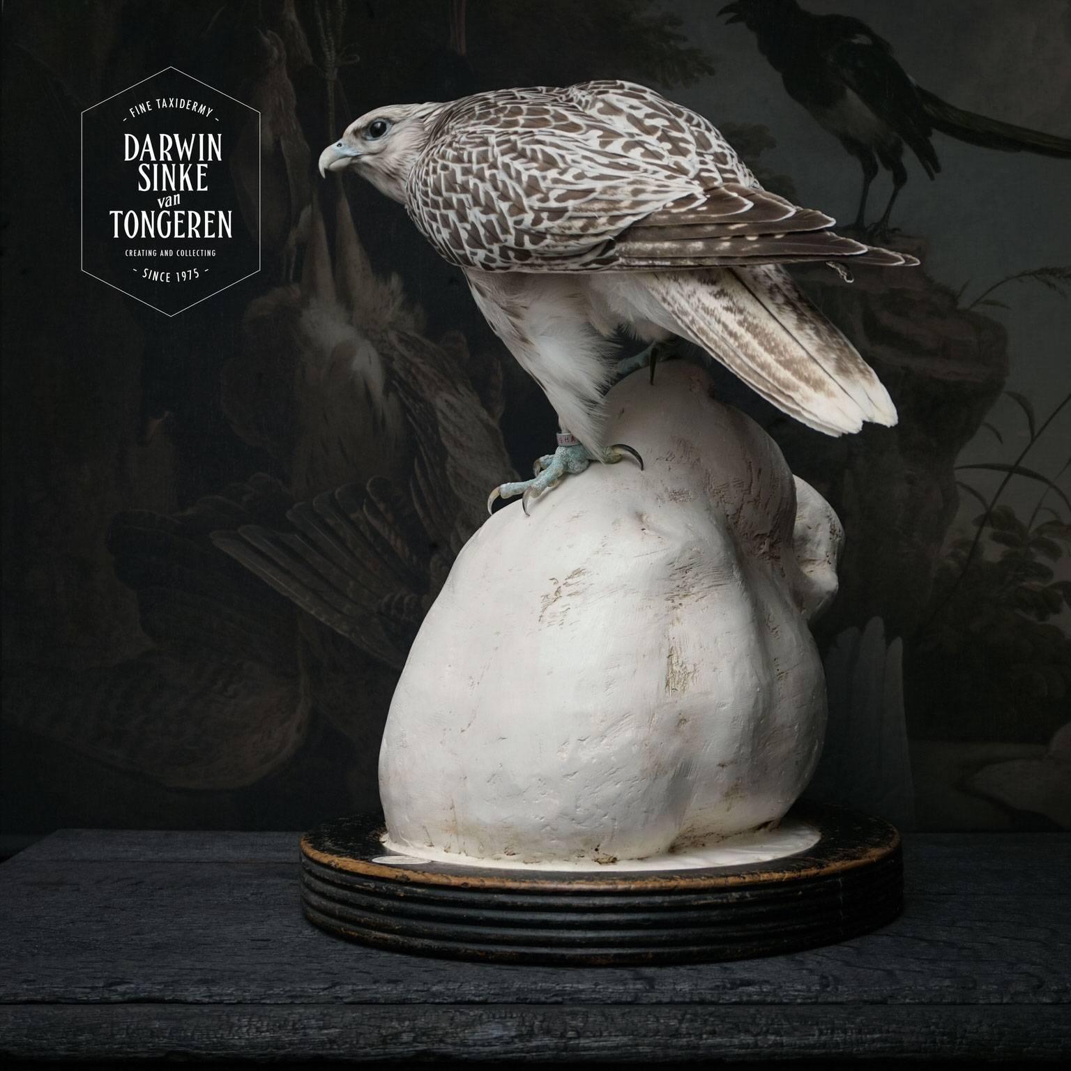 Fine Taxidermy Gyrfalcon on Tigers Head Sculpture by Sinke & Van Tongeren In Excellent Condition In Haarlem, NL