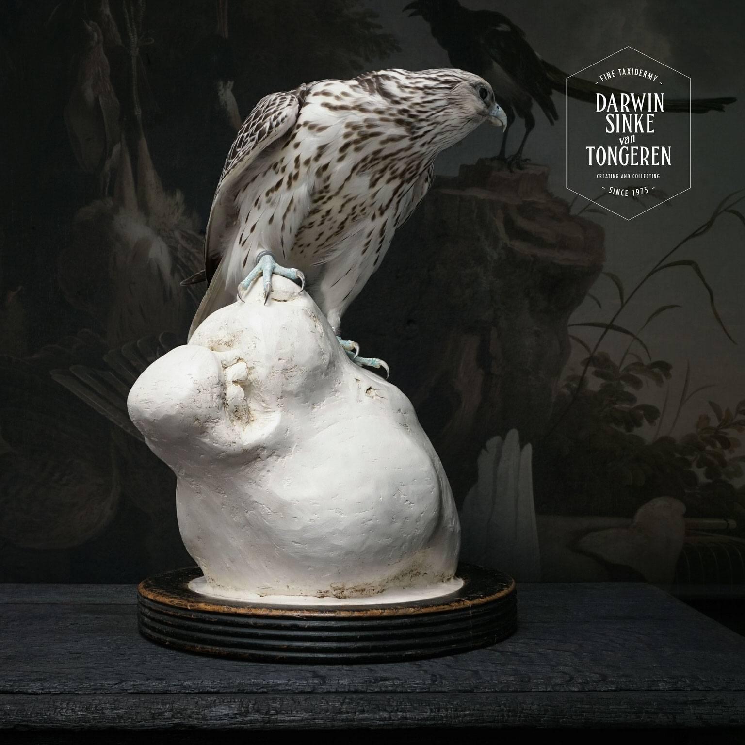Contemporary Fine Taxidermy Gyrfalcon on Tigers Head Sculpture by Sinke & Van Tongeren