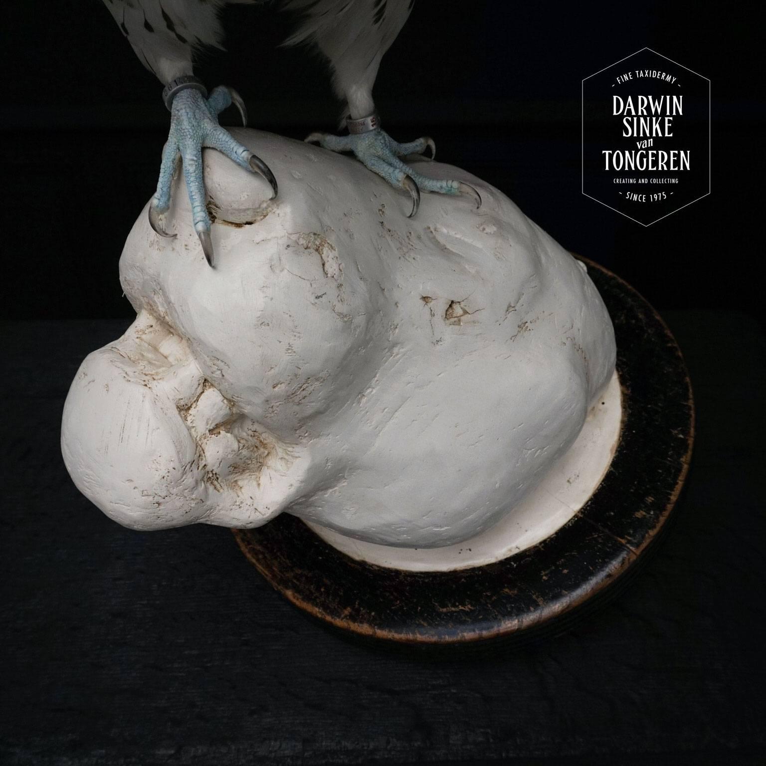 Fine Taxidermy Gyrfalcon on Tigers Head Sculpture by Sinke & Van Tongeren 4