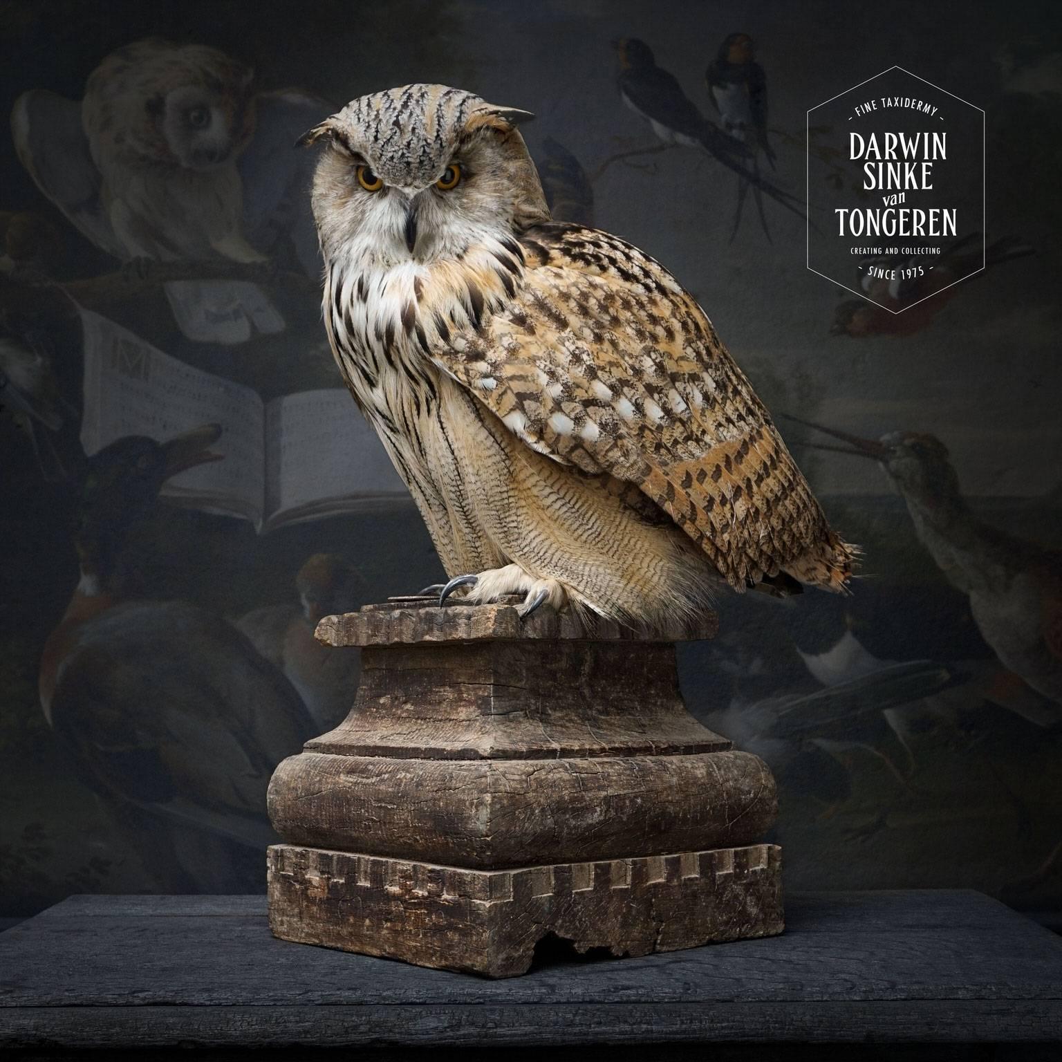 siberian eagle owl for sale