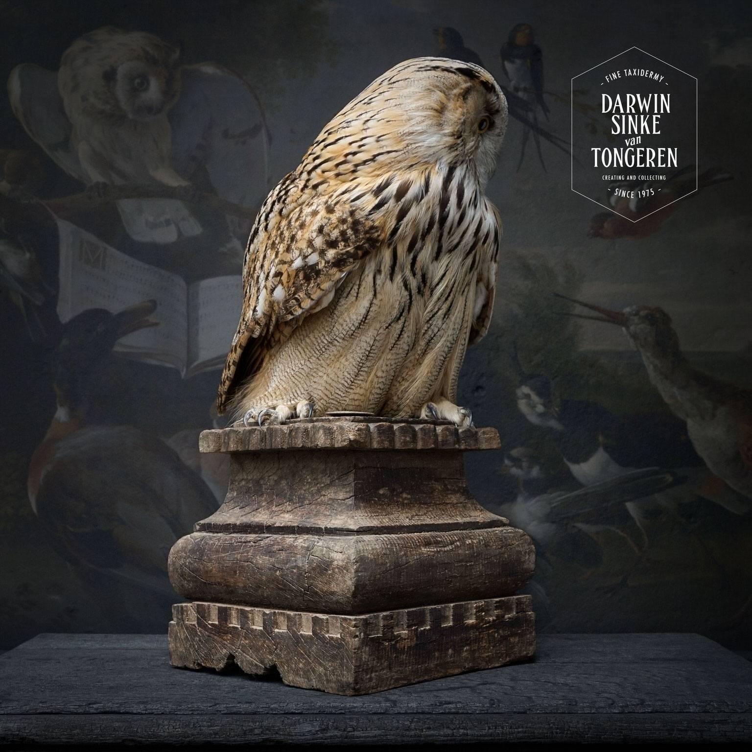 taxidermy owl