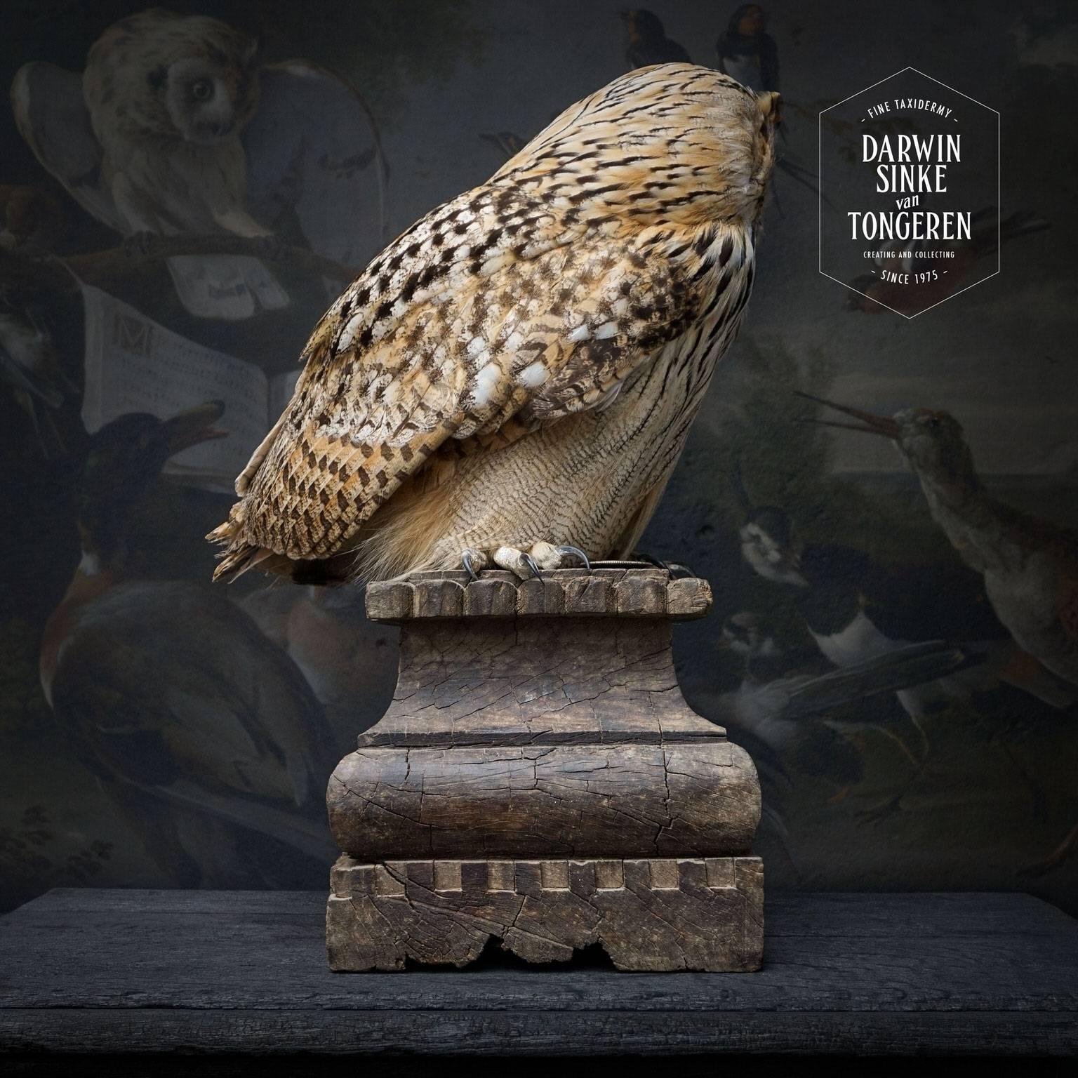 great horned owl taxidermy