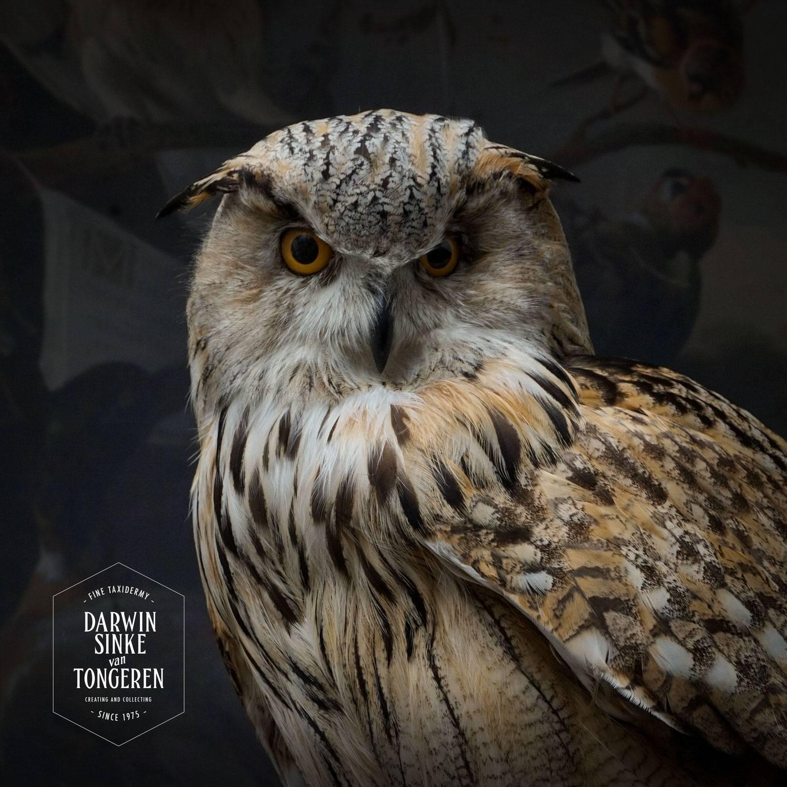 Dutch Fine Taxidermy Siberian Eagle Owl by Sinke and Van Tongeren