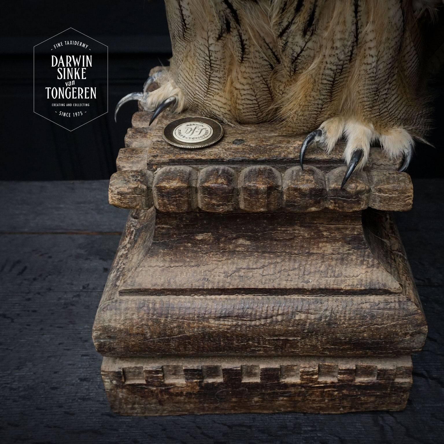 Contemporary Fine Taxidermy Siberian Eagle Owl by Sinke and Van Tongeren