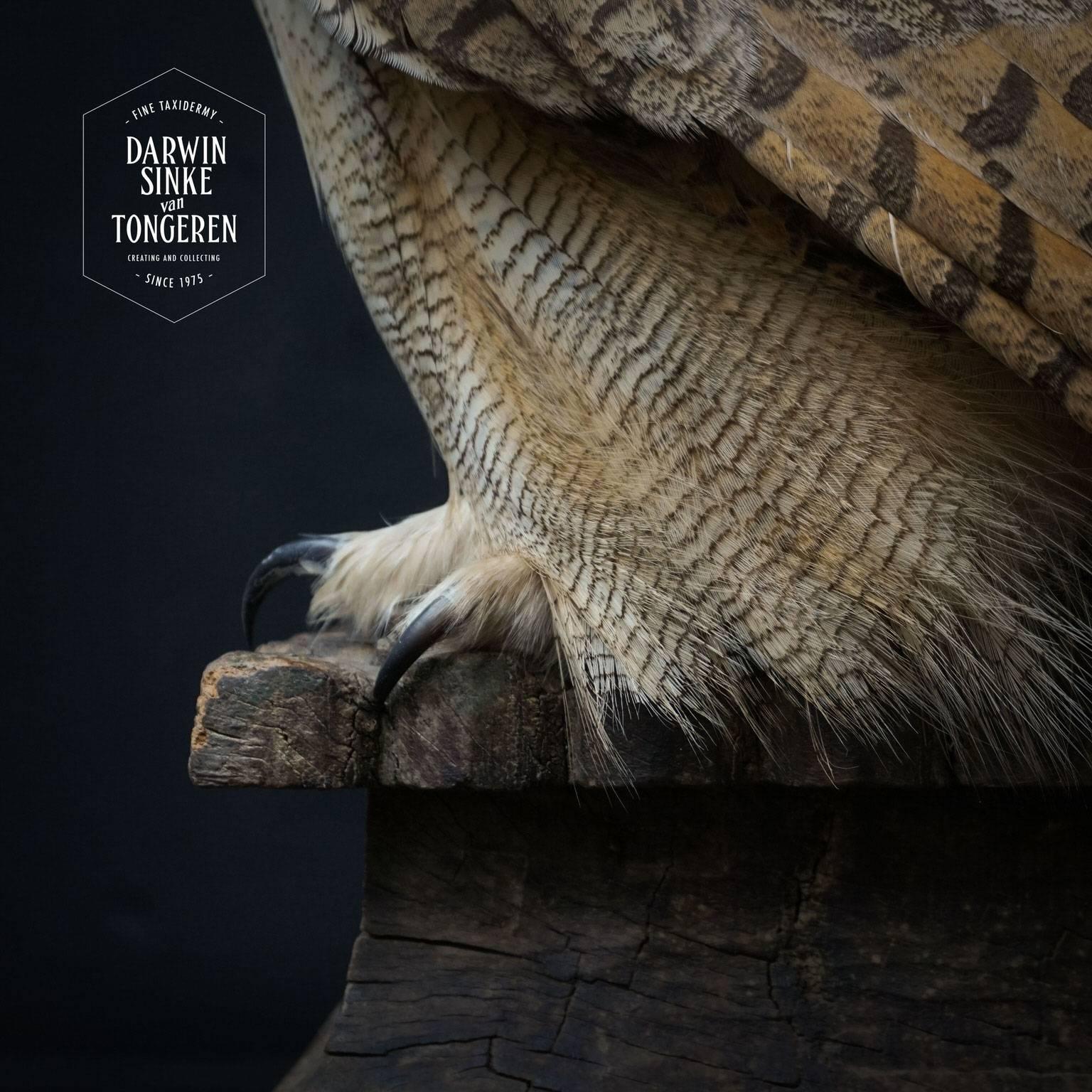 Fine Taxidermy Siberian Eagle Owl by Sinke and Van Tongeren 1