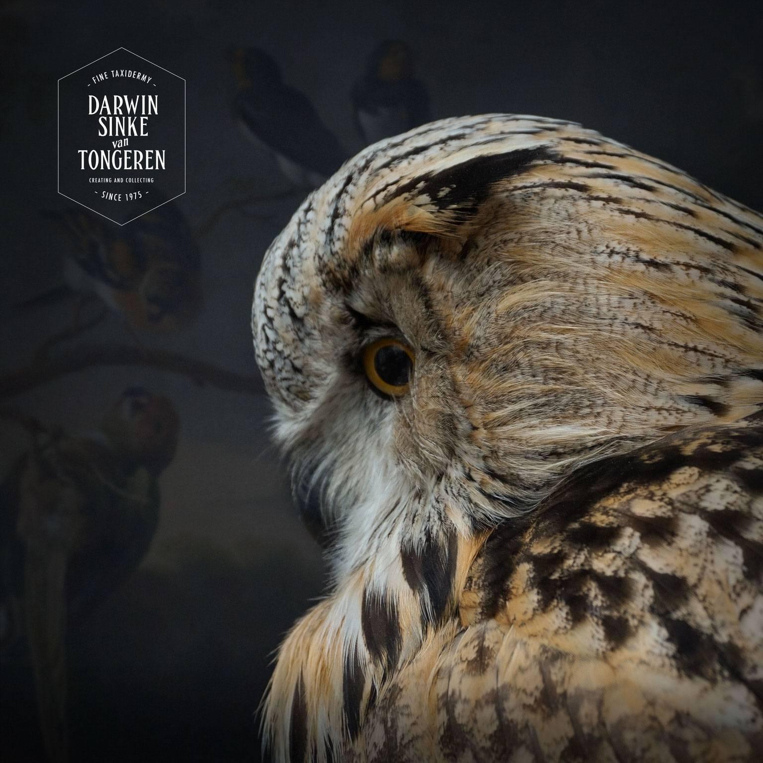 Fine Taxidermy Siberian Eagle Owl by Sinke and Van Tongeren 2