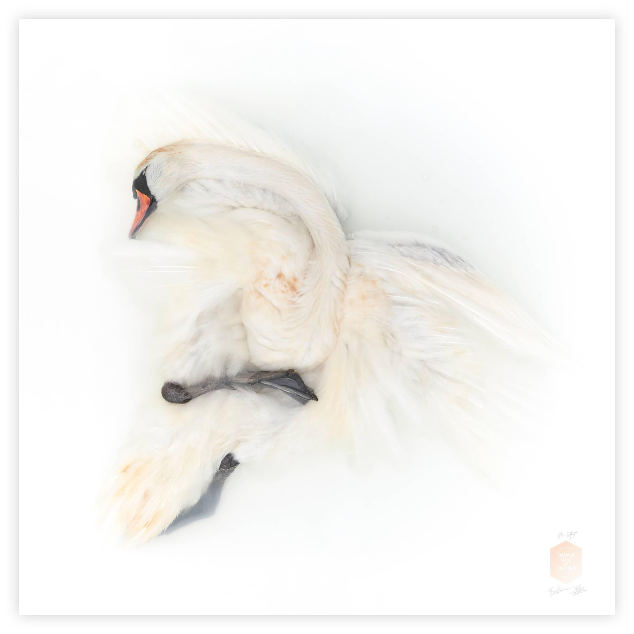 Contemporary Art Print Titled 'Unknown Pose by Mute Swan II' by Sinke & Van Tongeren For Sale