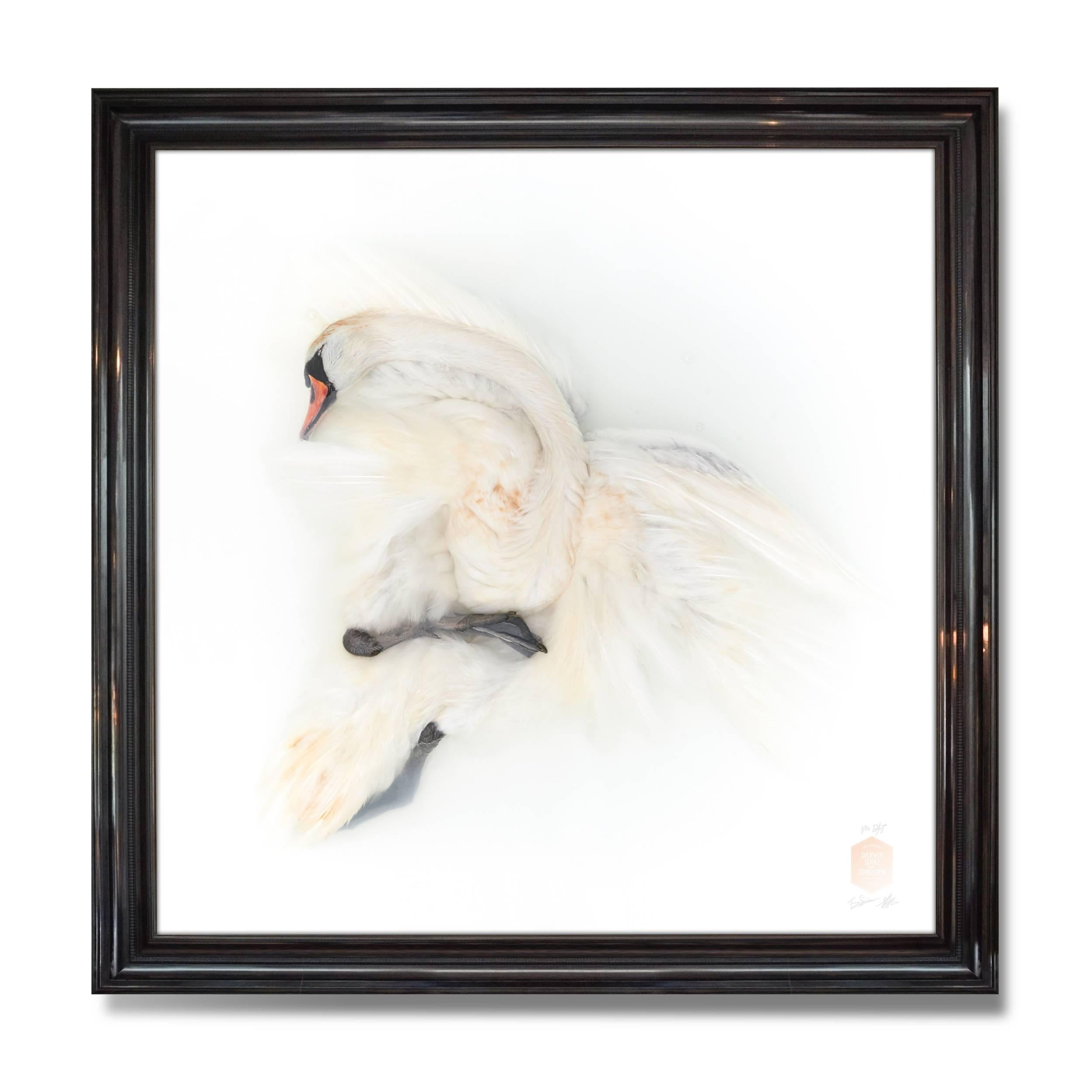 Title:
Unknown Pose by Mute Swan II. Edition of 10.
Also available as a duo. Please inquire.

Size:
160 x 160 cm (63 x 63 in).
Size Framed (optional).
174 x 174 cm (68.5 x 68.5 in).

Medium:
Gicle´e Fine Art Print on Hahnemuehle Photo Rag Ultra