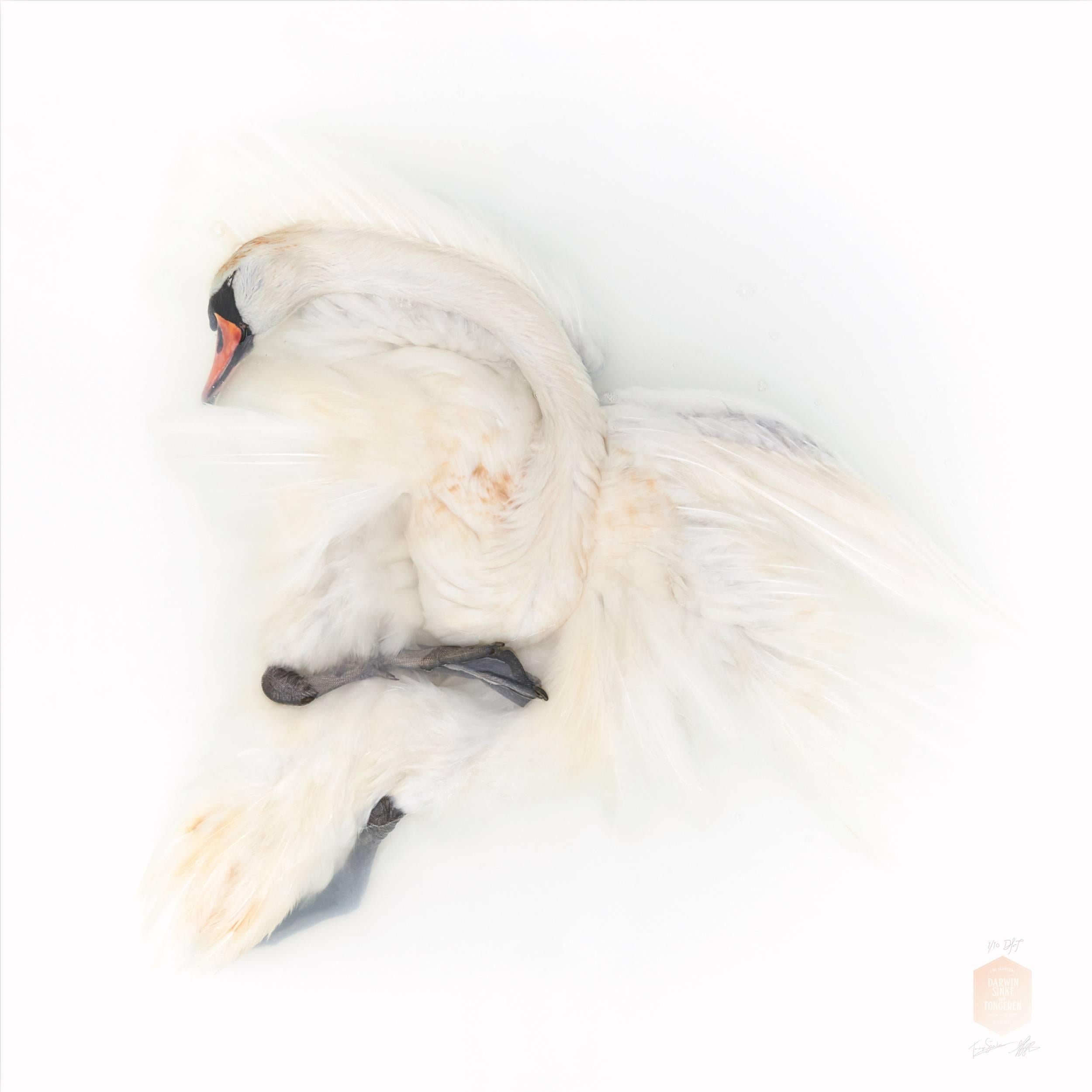 Art Print Titled 'Unknown Pose by Mute Swan II' by Sinke & Van Tongeren