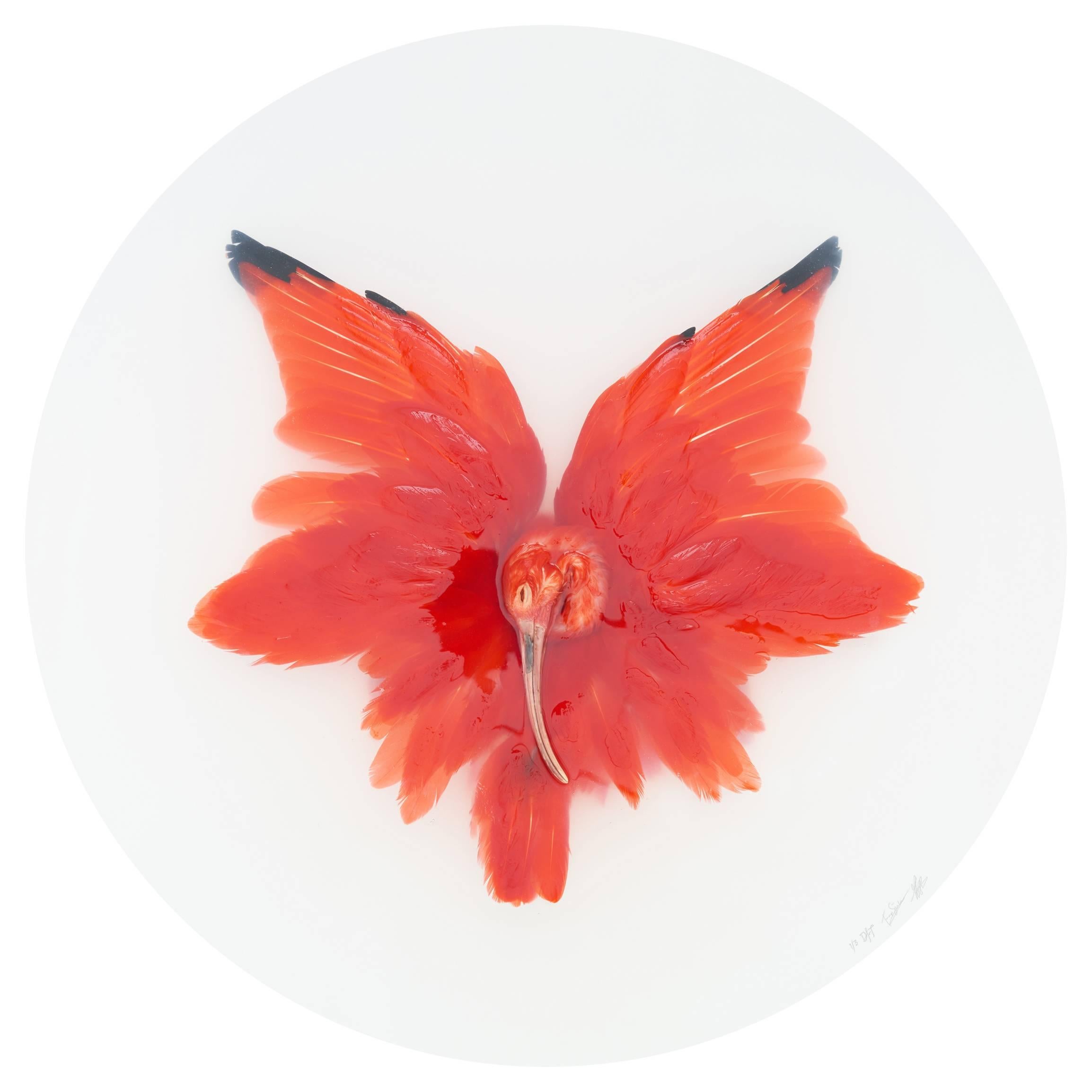 Kunstdruck mit dem Titel „Unbekannte Pose von Scarlet Ibis II“ von Sinke & Van Tongeren im Angebot