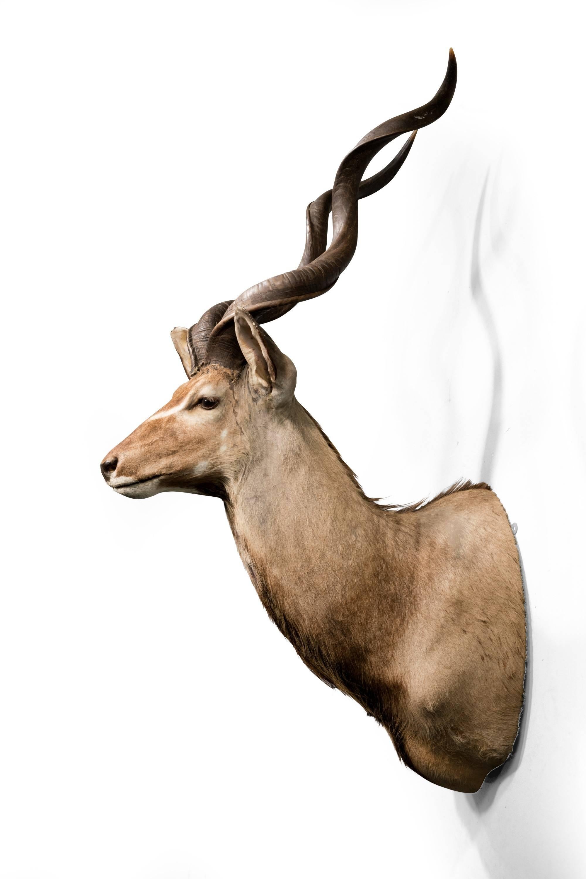 blackbuck antelope mount