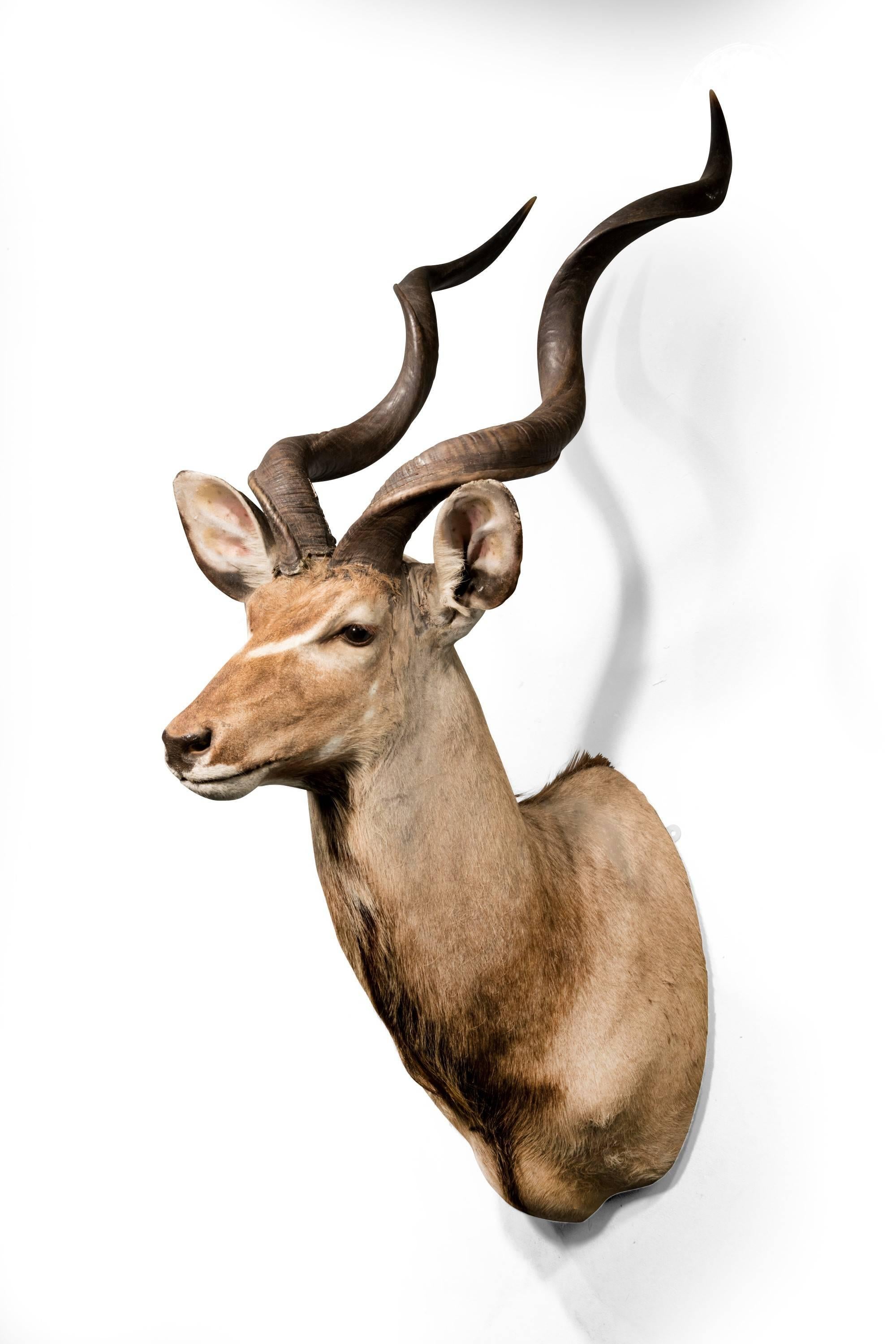 blackbuck antelope mounts