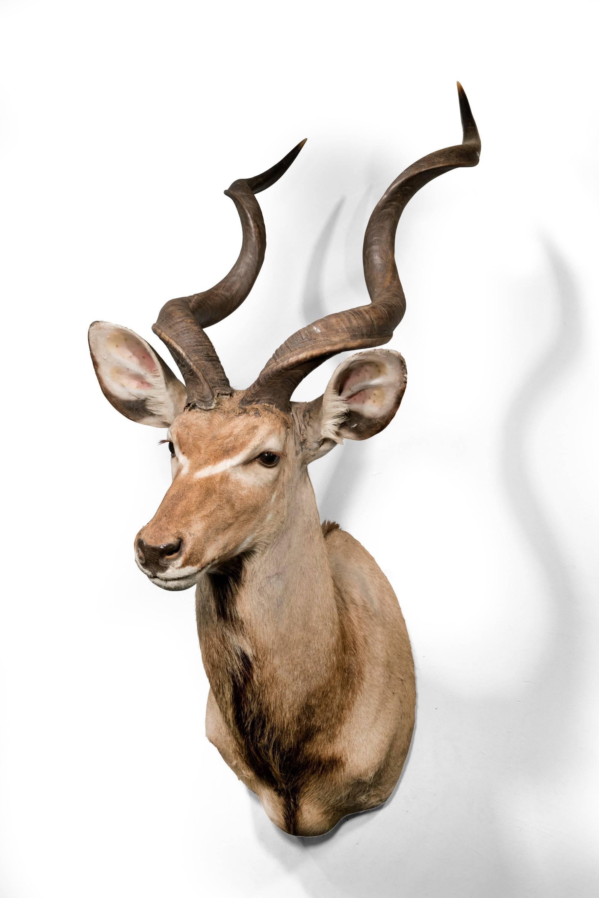 taxidermy antelope head