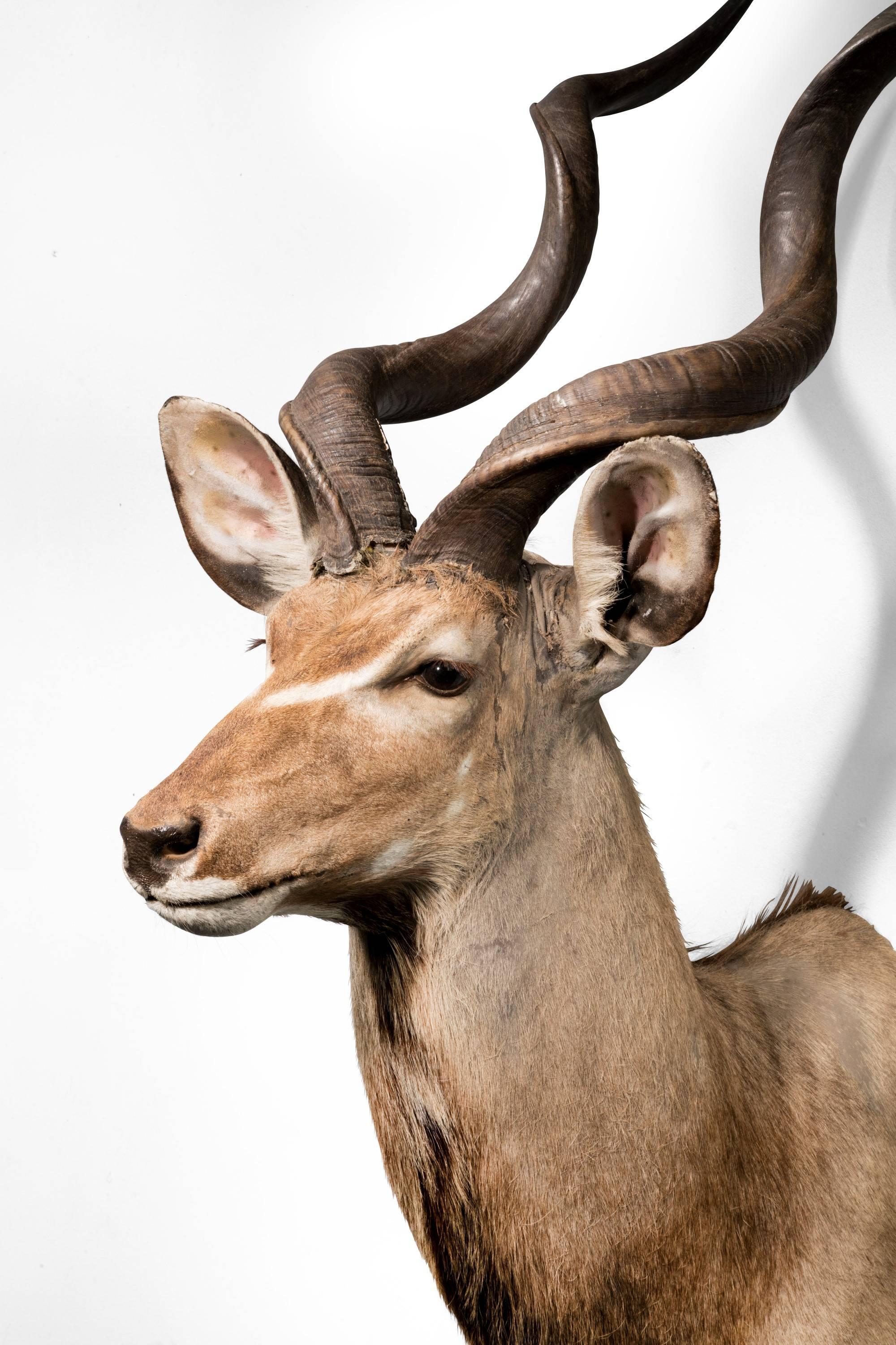 A blackbuck antelope head. Good overall condition, but with wear to the left ear.

The blackbuck, also known as the Indian antelope, is an antelope found in India. The blackbuck is the sole extant member of the genus antelope. The species was