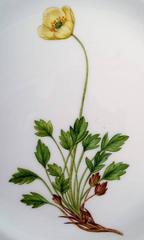 Royal Copenhagen Flora Danica Openwork Plate # 20/3554