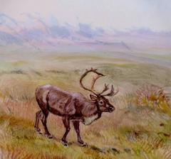 Royal Copenhagen Flora Danica / Fauna Danica Dinner Plate with Reindeer