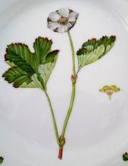 Royal Copenhagen Flora Danica Salad plate # 20/3573
