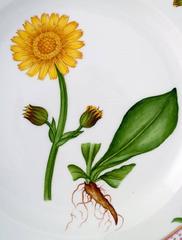 Royal Copenhagen Flora Danica dinner plate