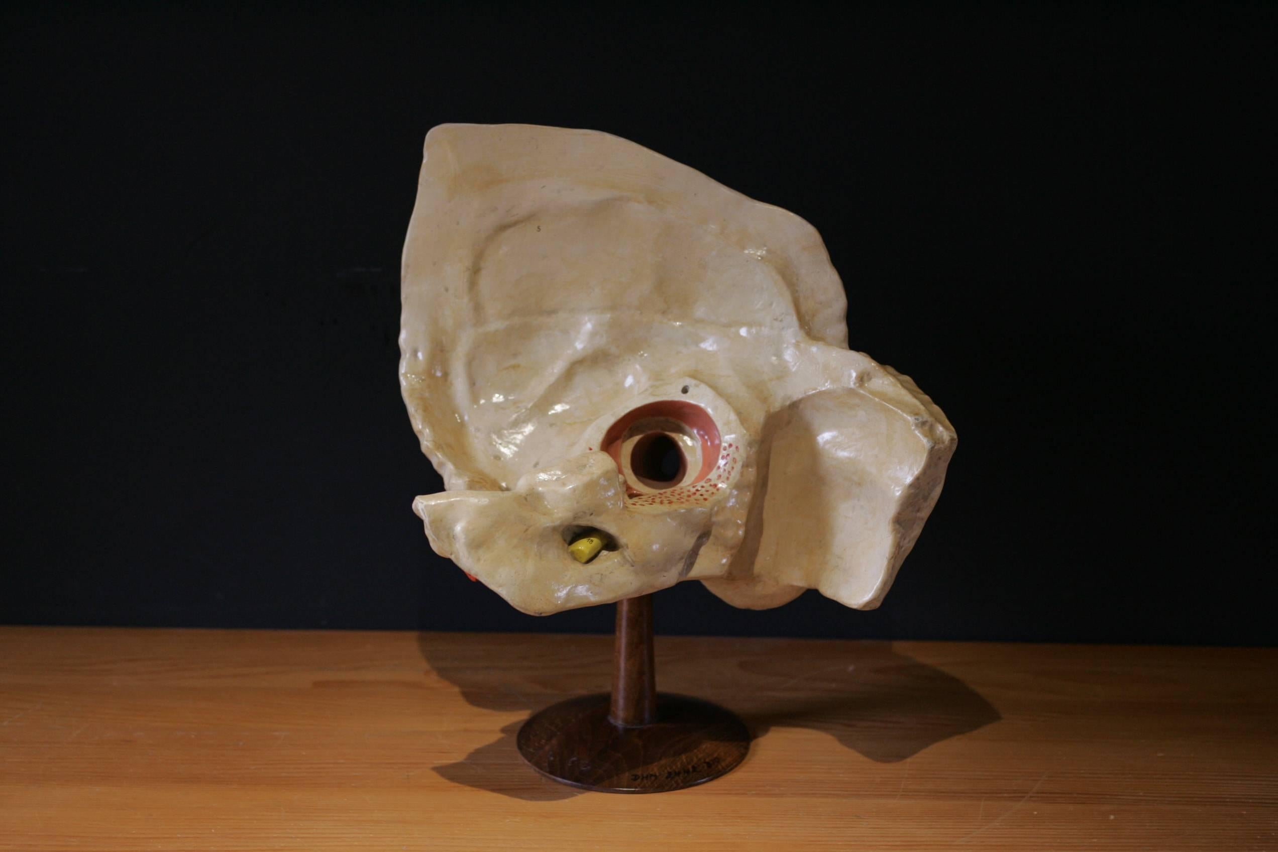 A big sculpture made of glazed plaster representing the details of the iner ear with a beech wood piedestal.
Perfect for a cabinet of curiosity, it was at the origin for student of Prague university, circa 1930-1940.