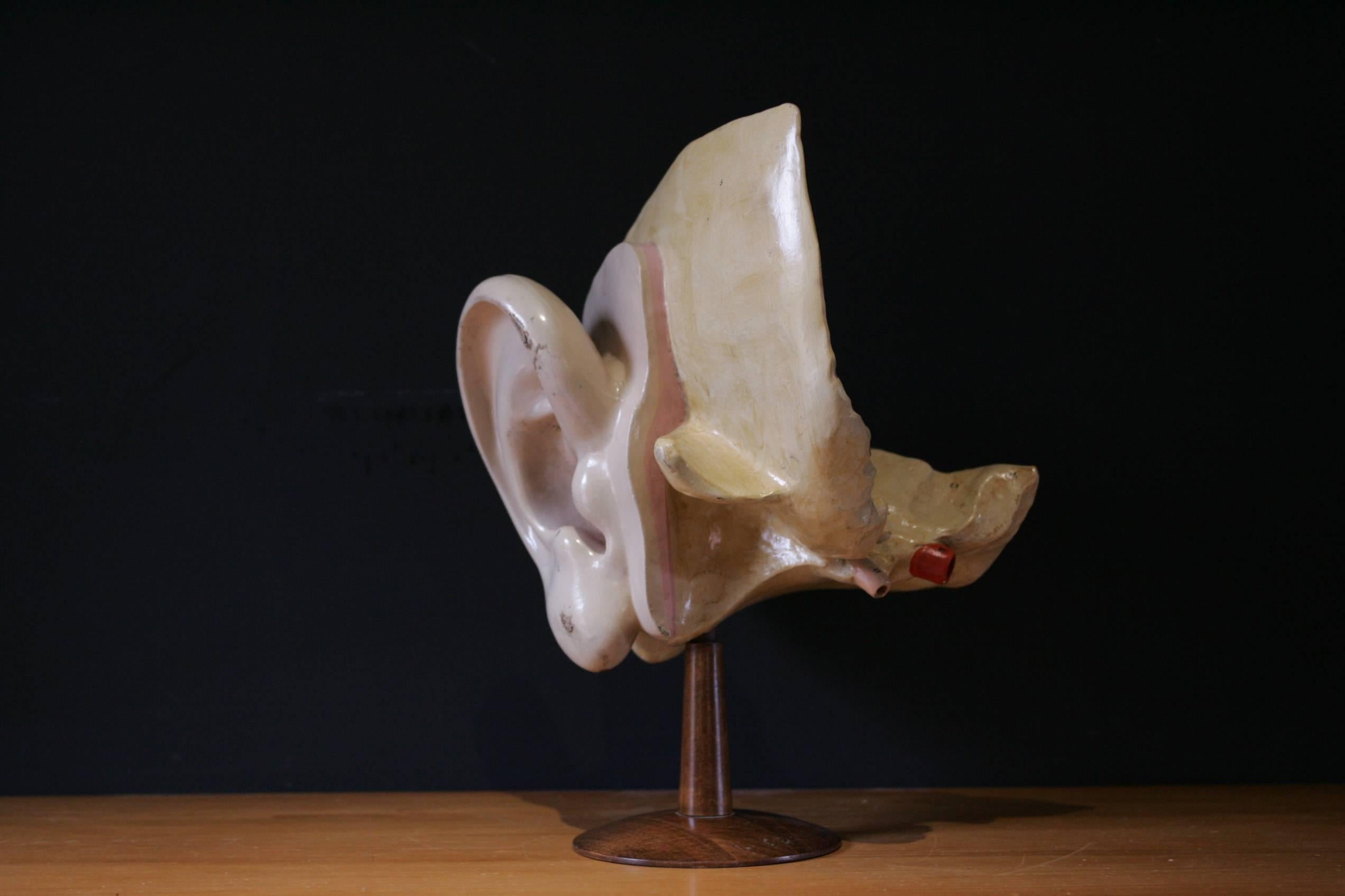 Iner Ear for Cabinet of Curiosity Early 20th Century In Good Condition For Sale In Couzon au Mont d'Or, FR