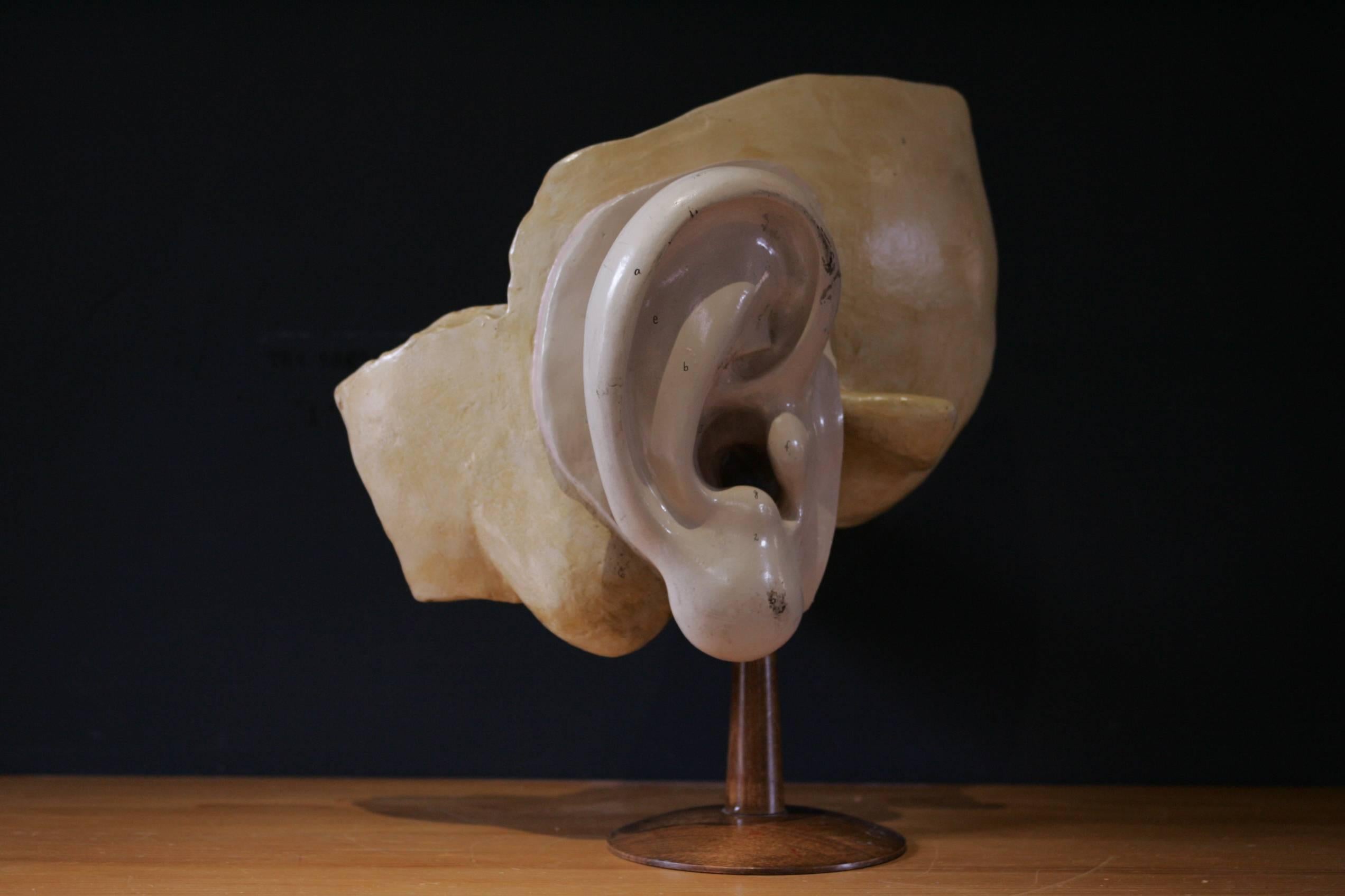 Mid-20th Century Iner Ear for Cabinet of Curiosity Early 20th Century For Sale