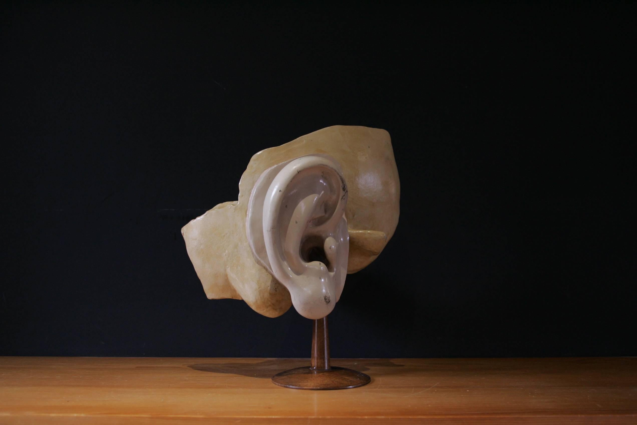 Plaster Iner Ear for Cabinet of Curiosity Early 20th Century For Sale