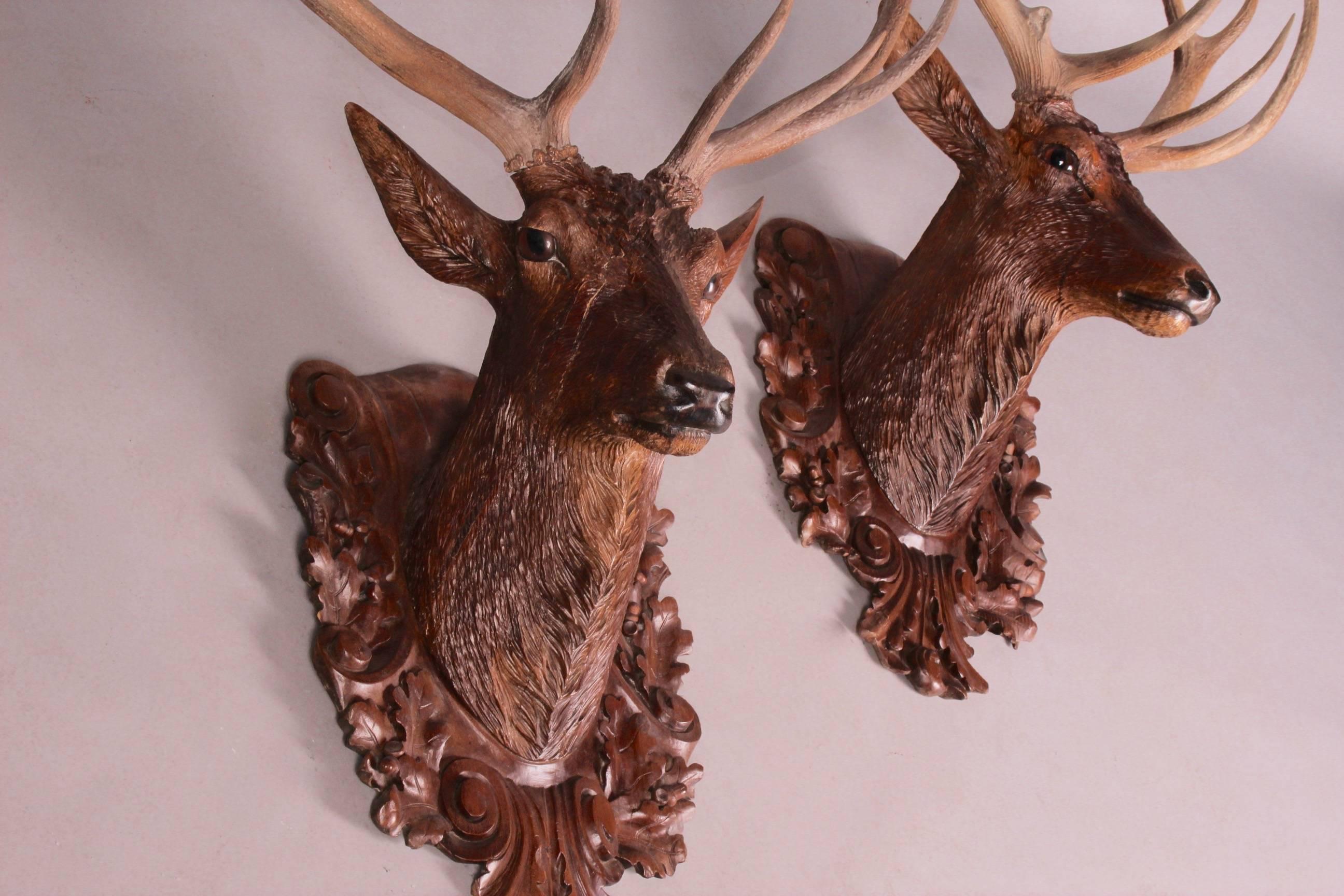 Pair of black forest lifesize stag head with his original mark label on back.