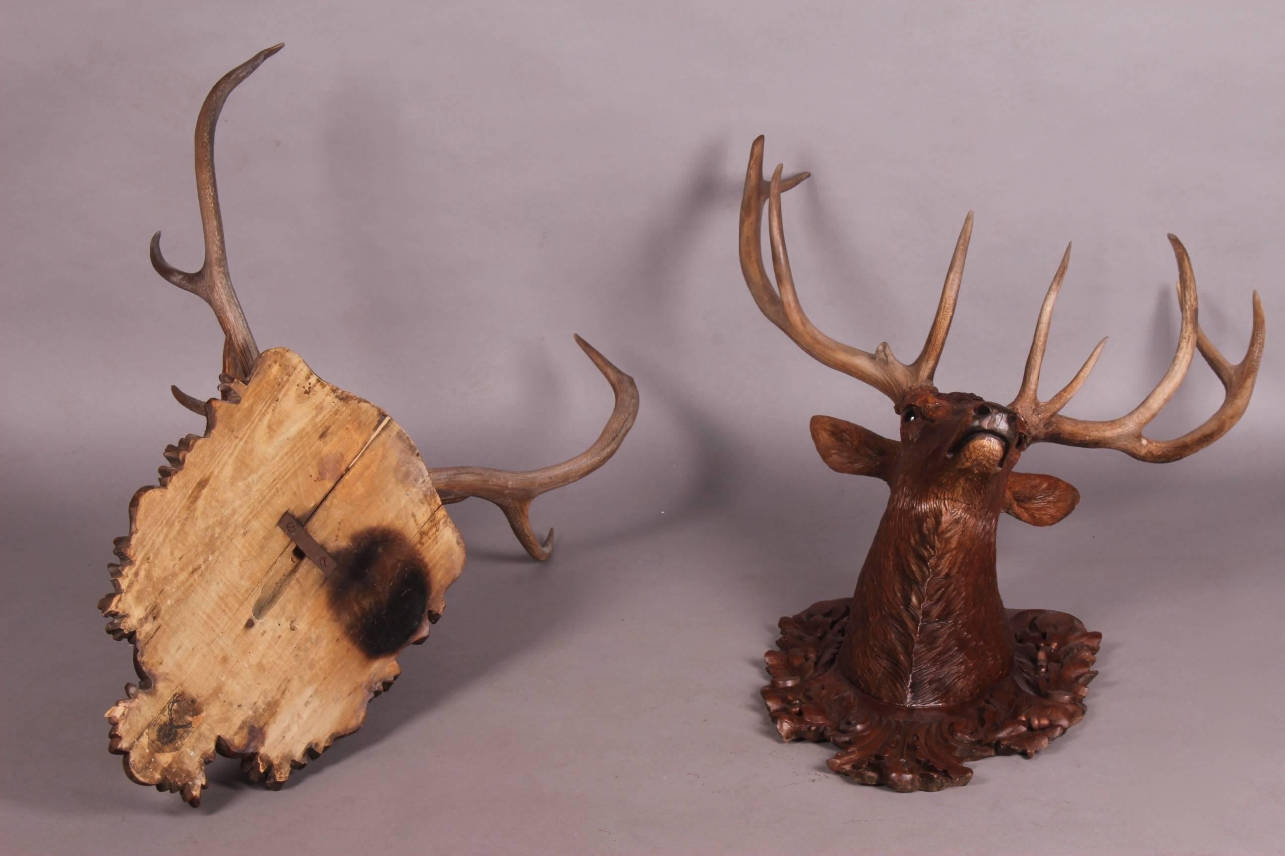 German Pair of Black Forest Lifesize Stag Head