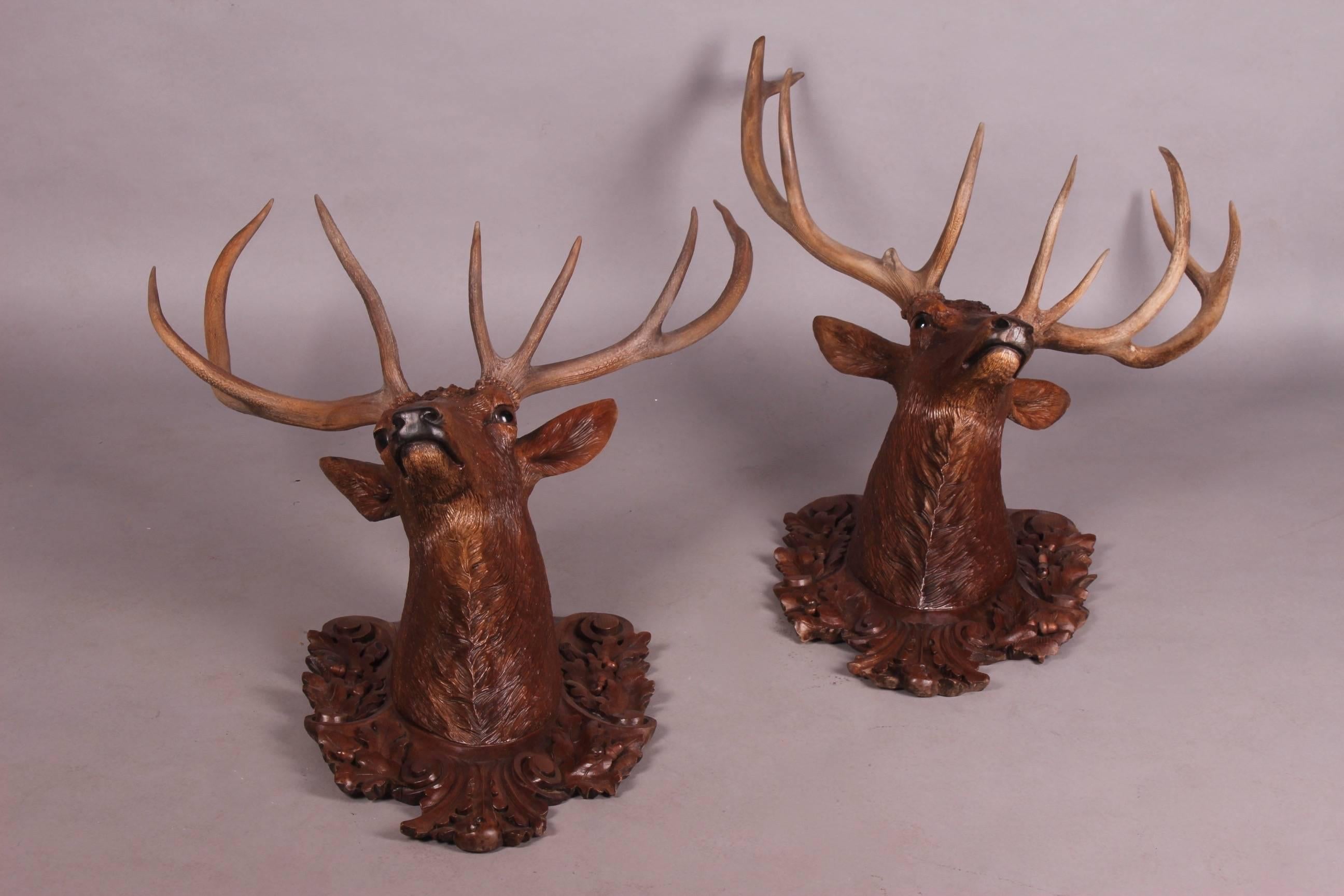 Late 19th Century Pair of Black Forest Lifesize Stag Head