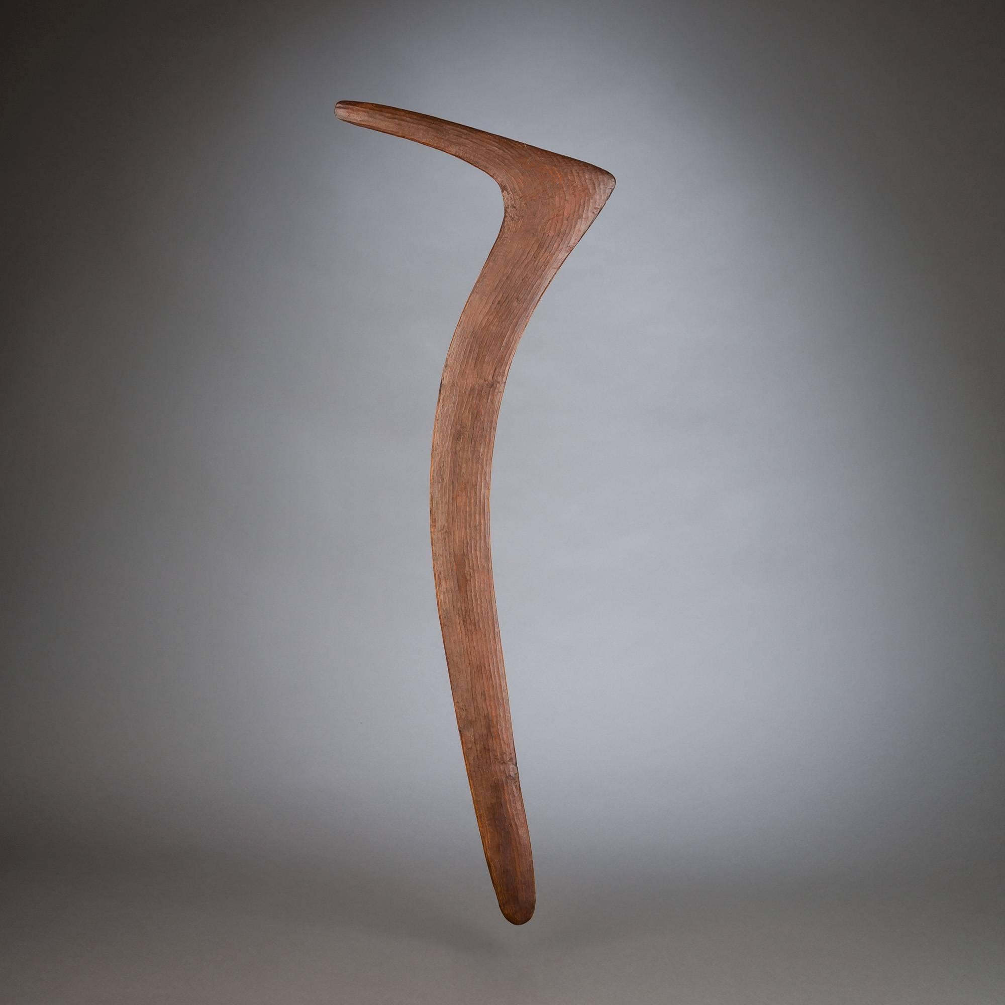 A lovely, elegantly carved hardwood boomerang. With its pointed arc silhouette, the weapon almost seems to depict an abstract avian form. Subtle striations run the length of the stick, beautifying its warm surface and drawing in the eye at close