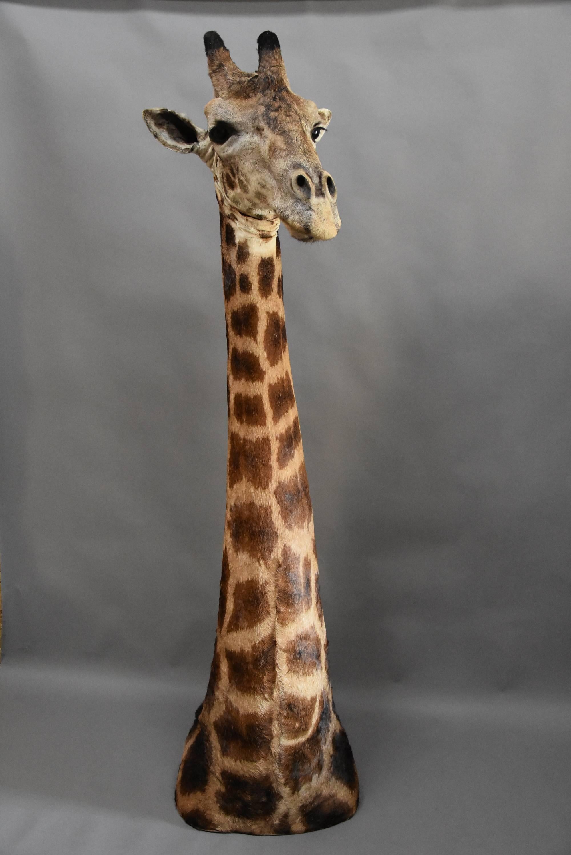 A rare and superb example of a freestanding 20th century African taxidermy giraffe head and neck.

The giraffe is an African mammal and is the tallest living terrestrial animal, the latin name 'camelopard' refers to the similarities to both the