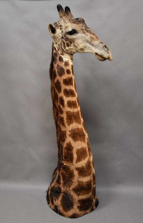 example head request Rare Giraffe Century 20th Taxidermy Freestanding African example head request Rare Giraffe Century 20th Taxidermy Freestanding African