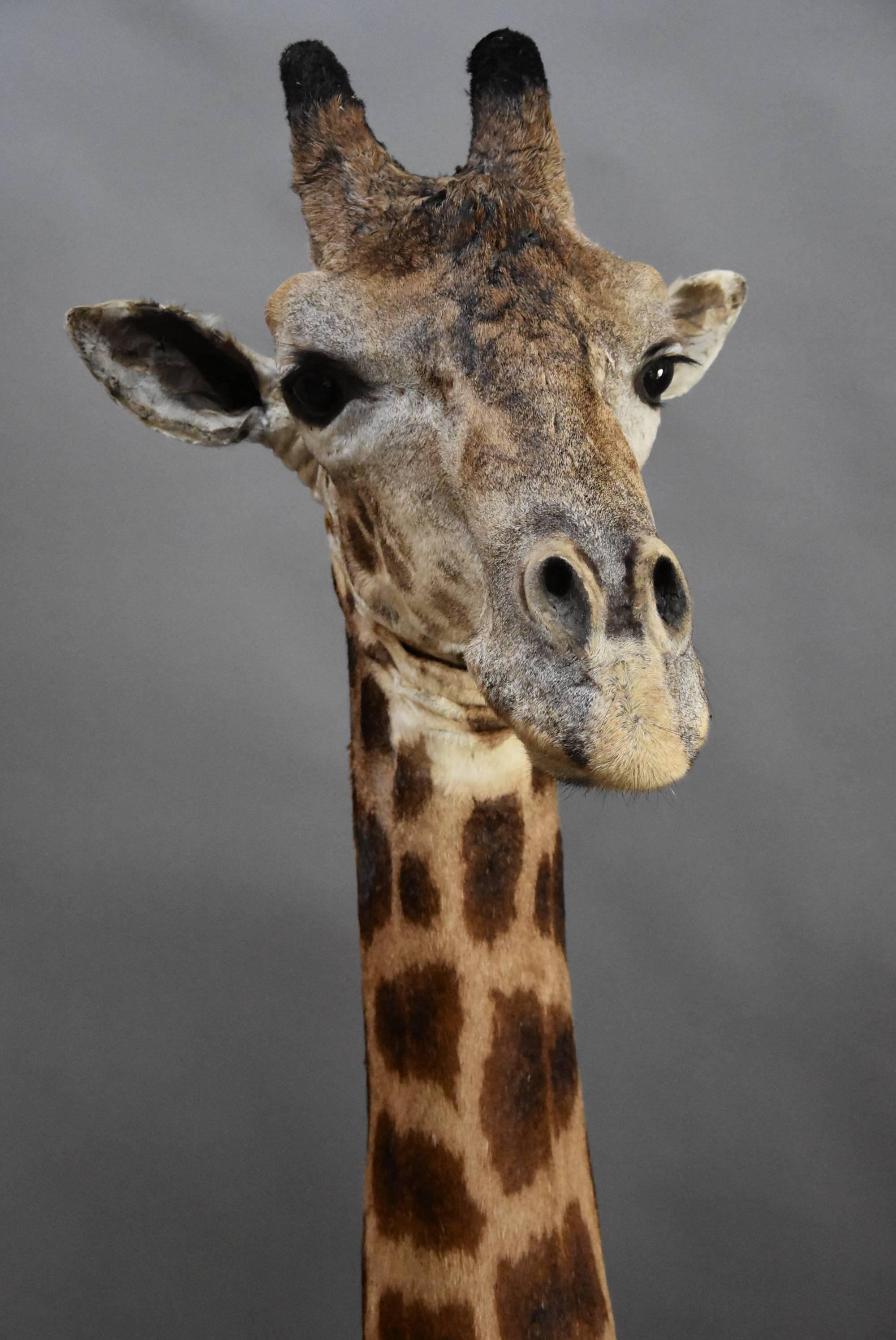 taxidermy giraffe for sale