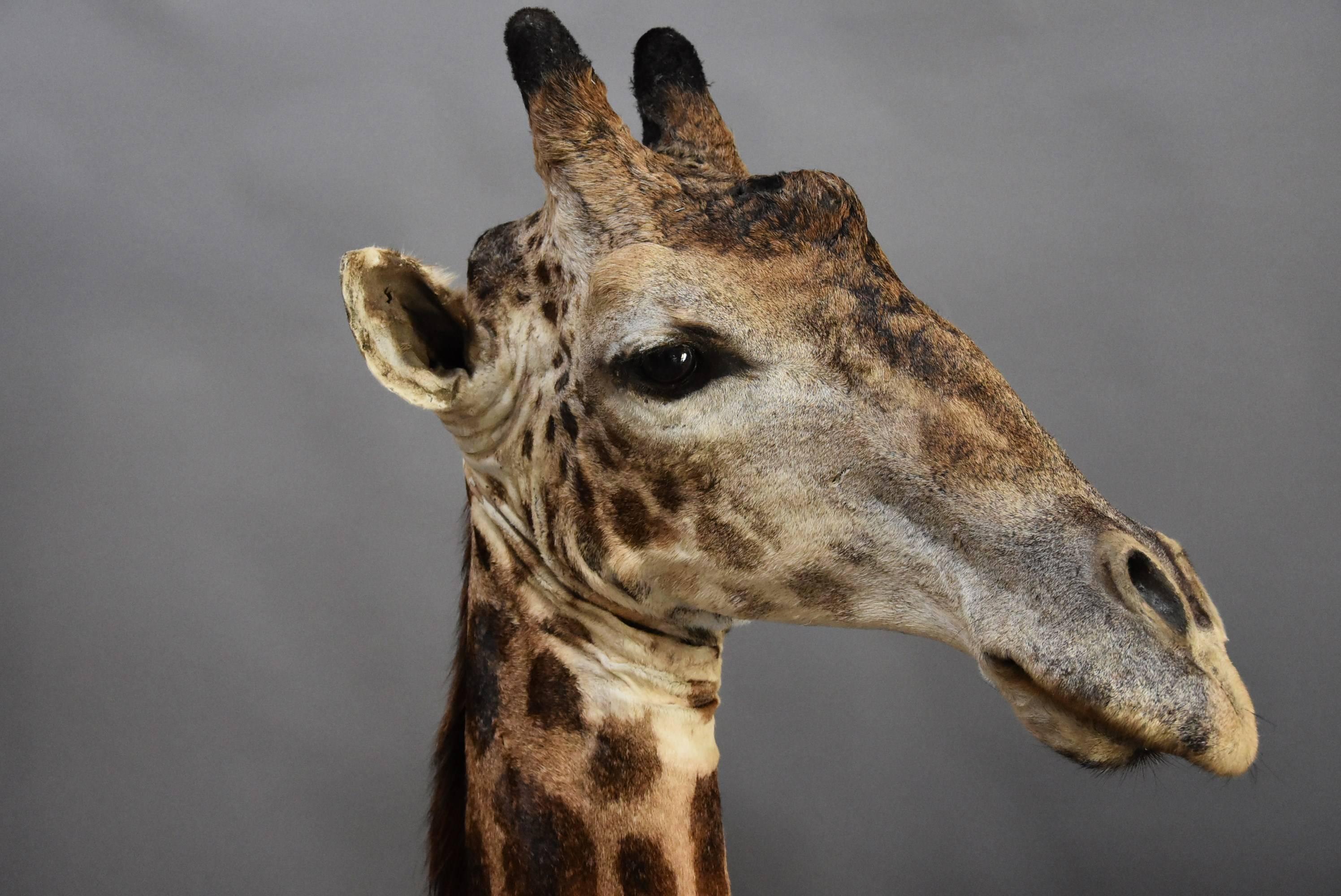 giraffe head taxidermy