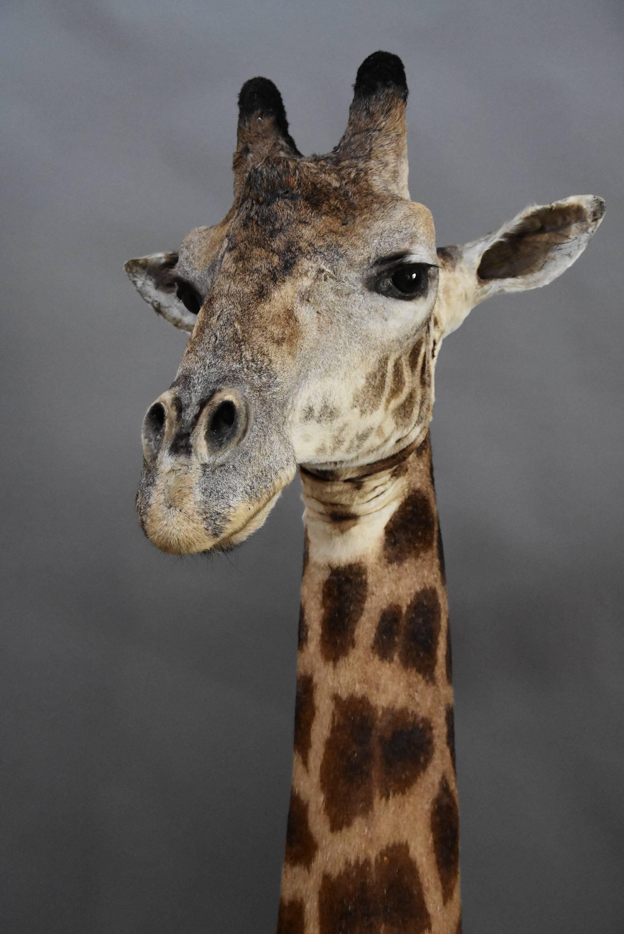 Rare Freestanding 20th Century African Taxidermy Giraffe Head and Neck In Good Condition For Sale In Suffolk, GB