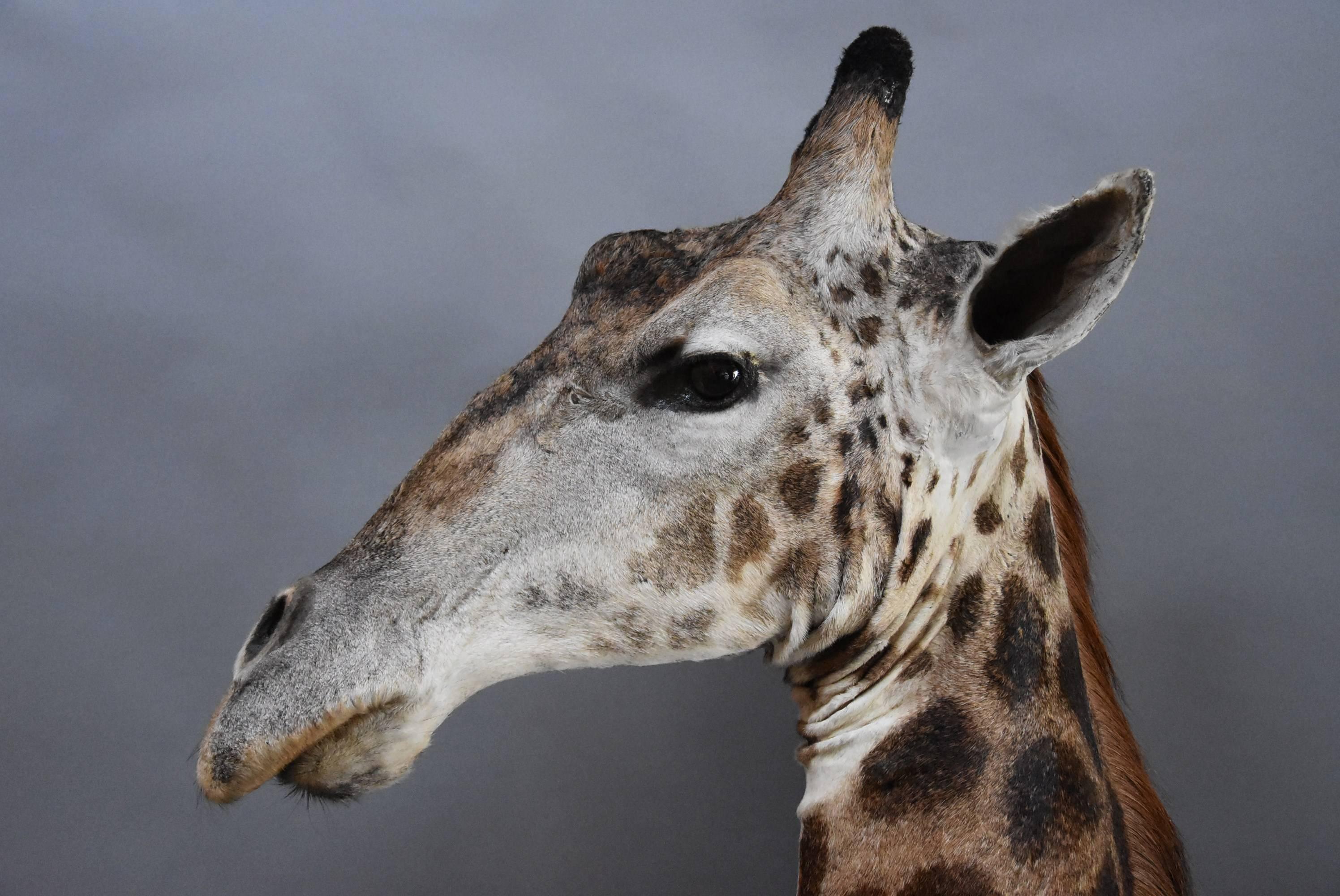 Animal Skin Rare Freestanding 20th Century African Taxidermy Giraffe Head and Neck For Sale
