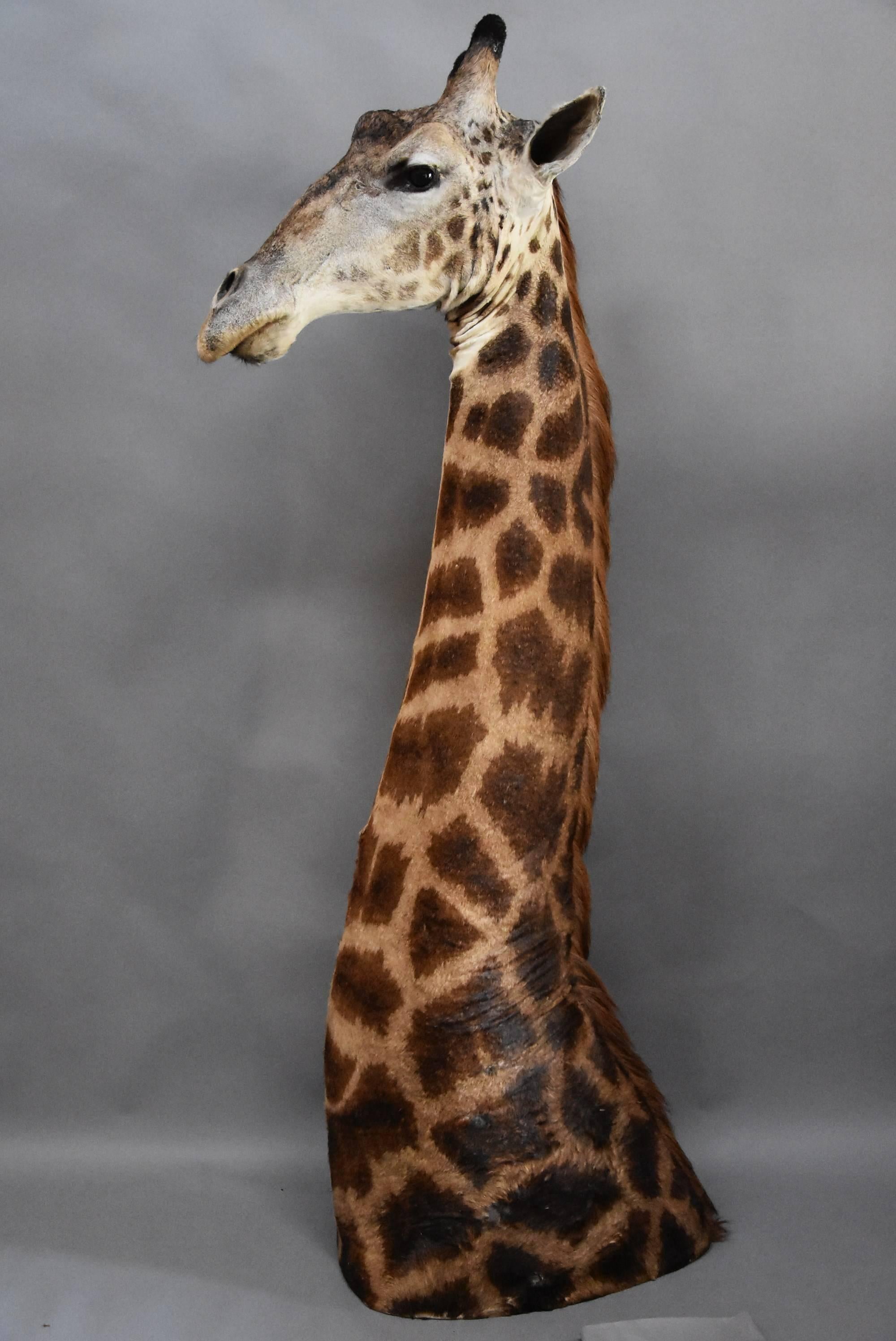 Rare Freestanding 20th Century African Taxidermy Giraffe Head and Neck For Sale 1