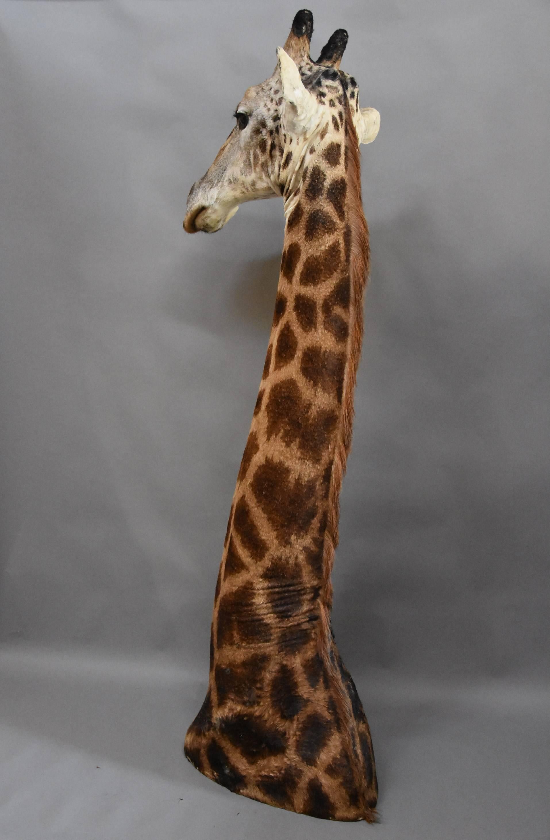 Rare Freestanding 20th Century African Taxidermy Giraffe Head and Neck For Sale 2