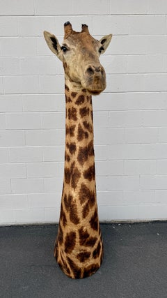 African Giraffe Taxidermy Mount Good Condition For All Interior Decor 1980s
